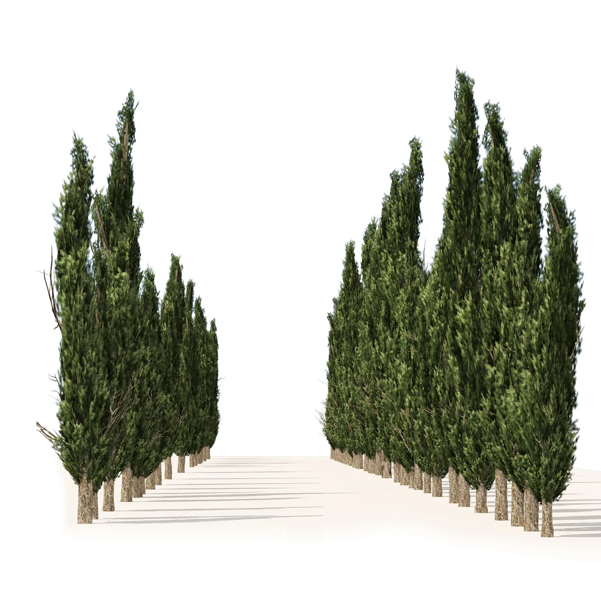 Mediterranean cypress trees