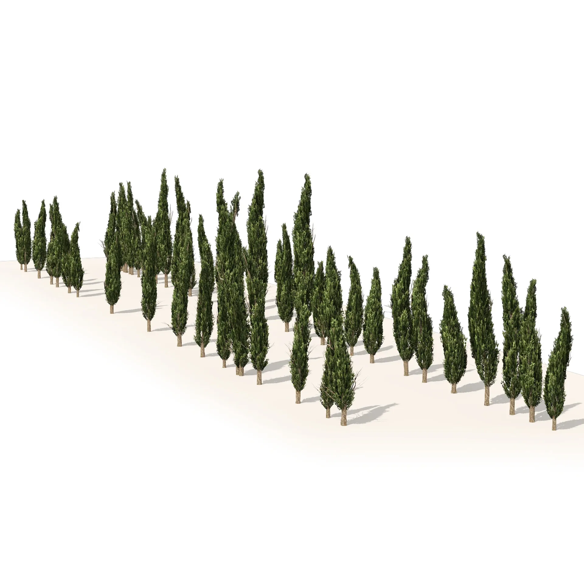 Mediterranean cypress trees