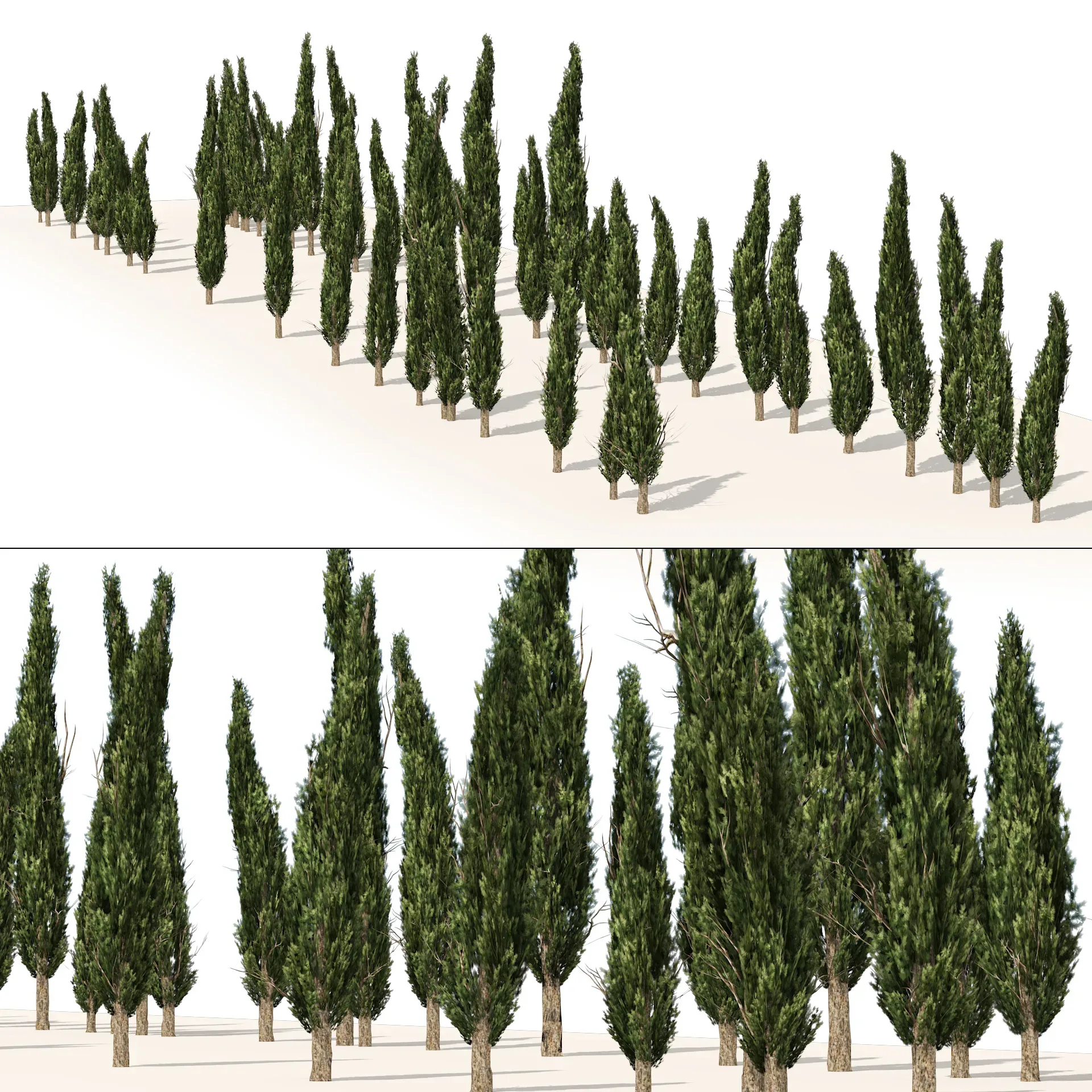 Mediterranean cypress trees