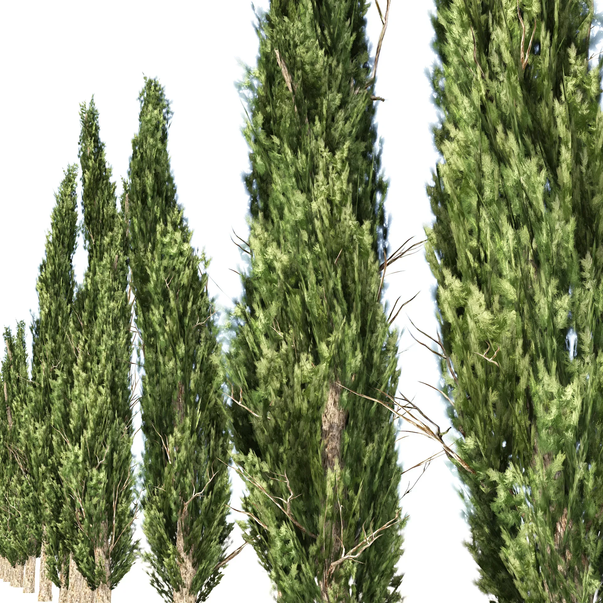 Mediterranean cypress trees