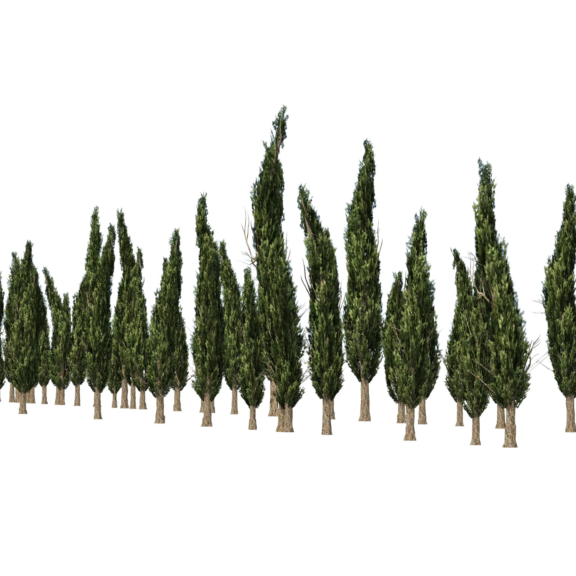 Mediterranean cypress trees