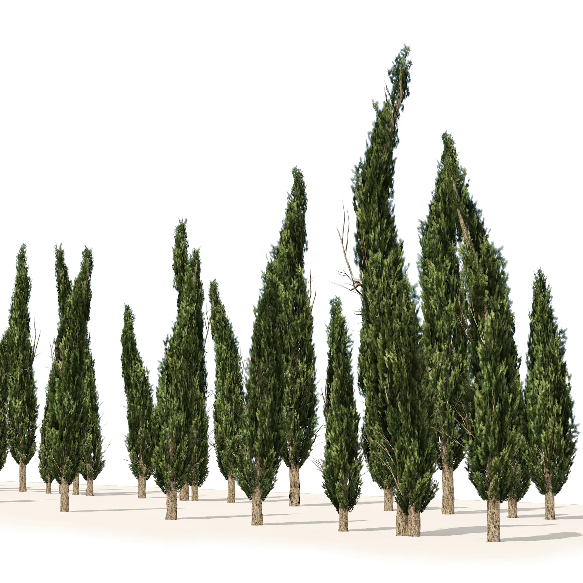 Mediterranean cypress trees