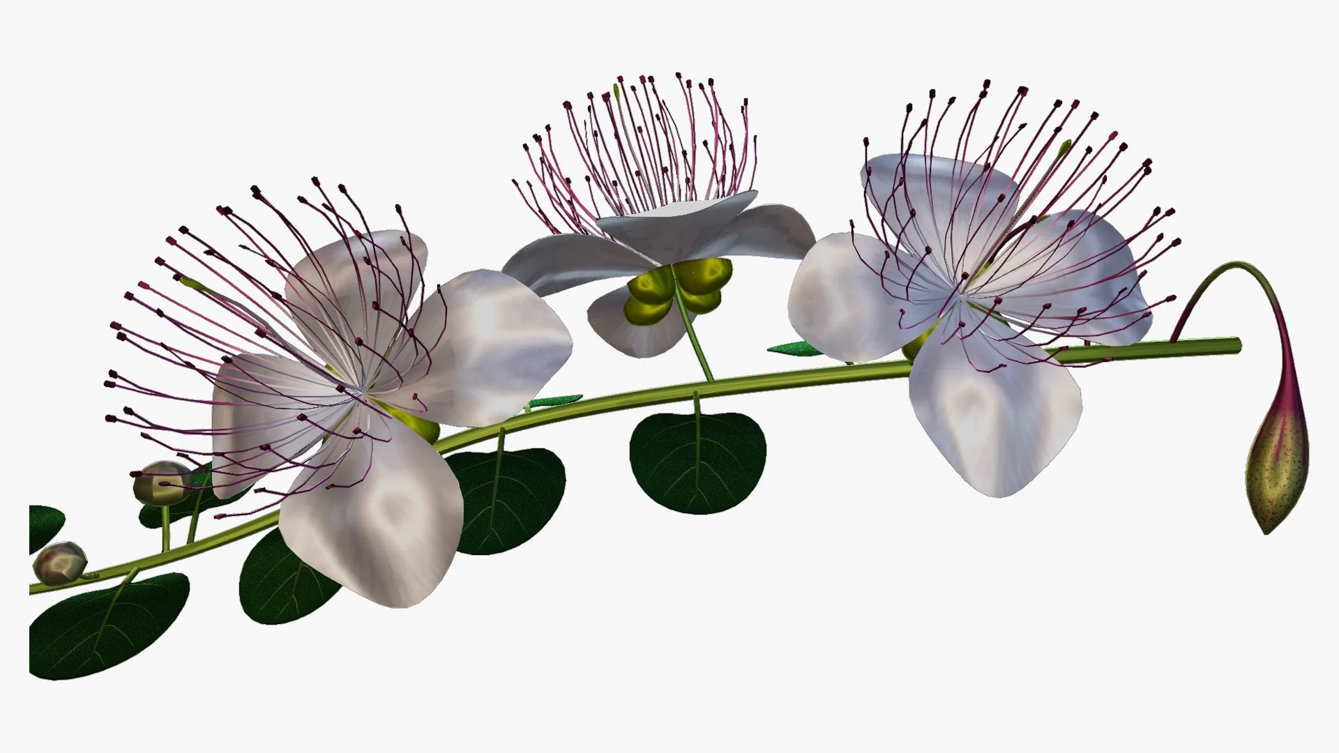 Caper flower