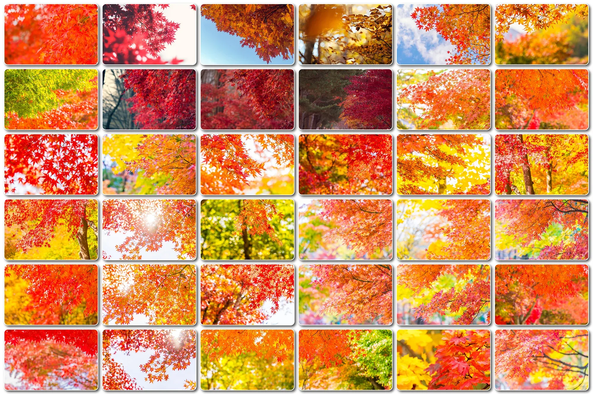 80 Fall Branches backgrounds, Autumn Tree Branch, Natural Leaves, Foliage