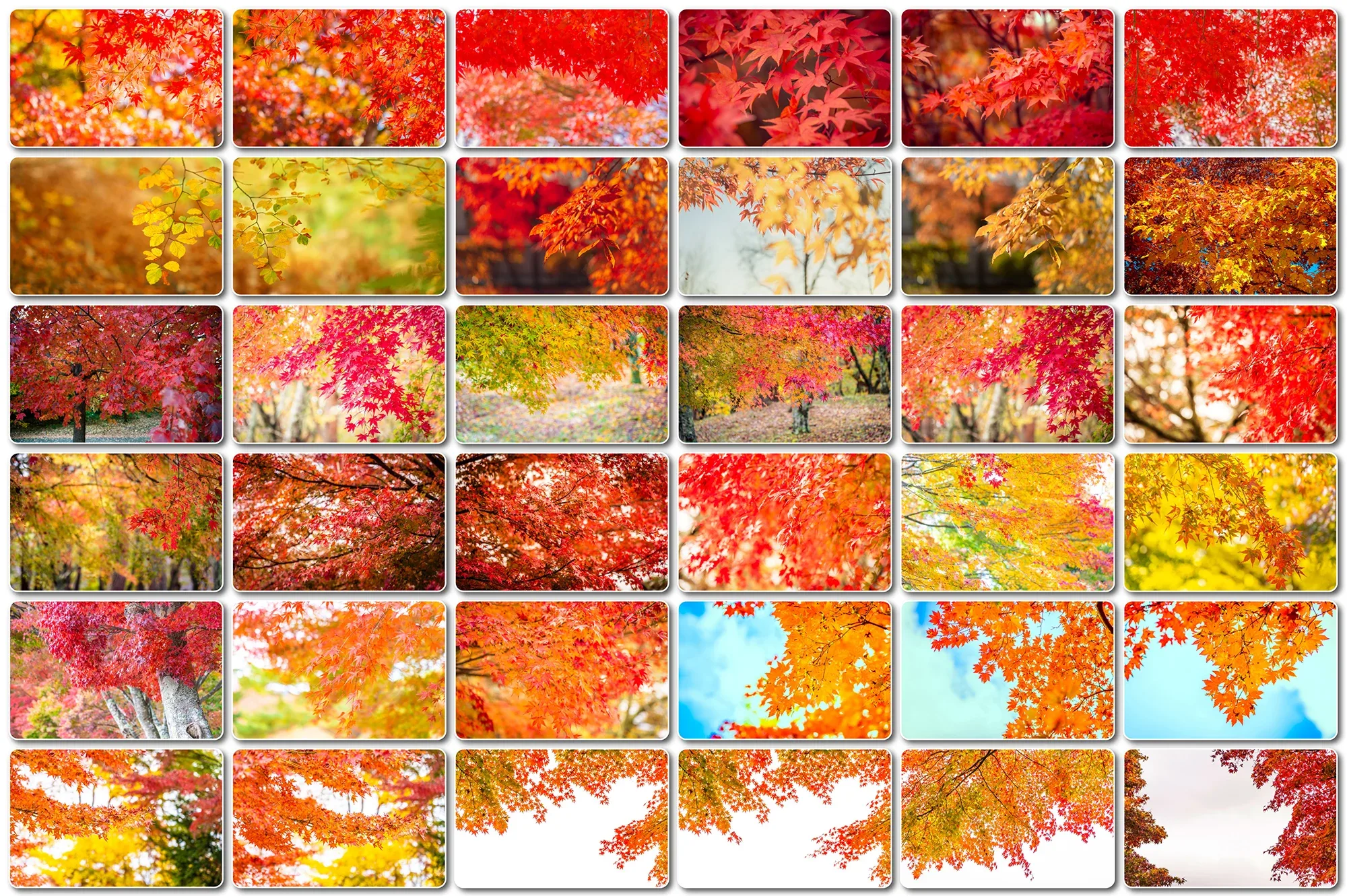 80 Fall Branches backgrounds, Autumn Tree Branch, Natural Leaves, Foliage