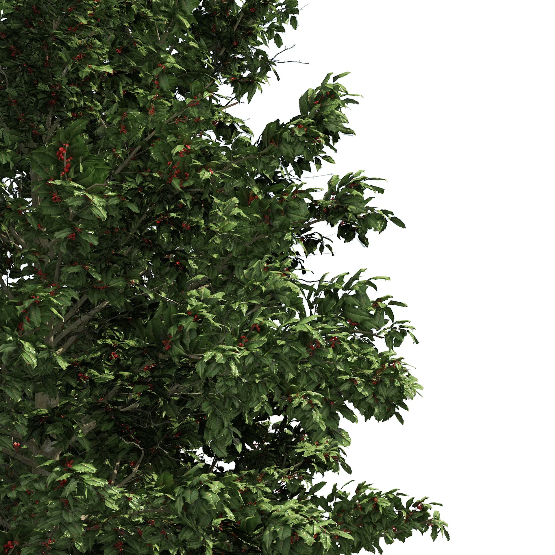 Scrub holly trees with red berries