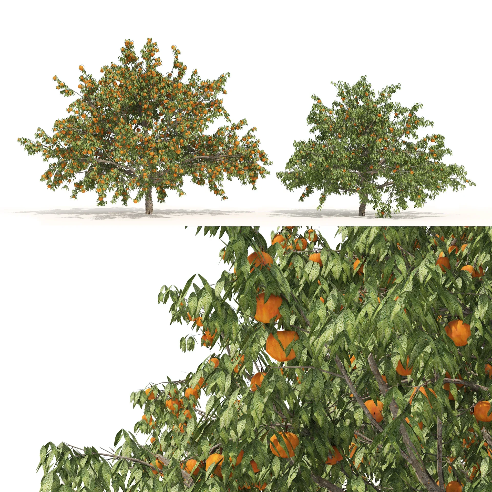 2 Freestone Peach fruit Trees