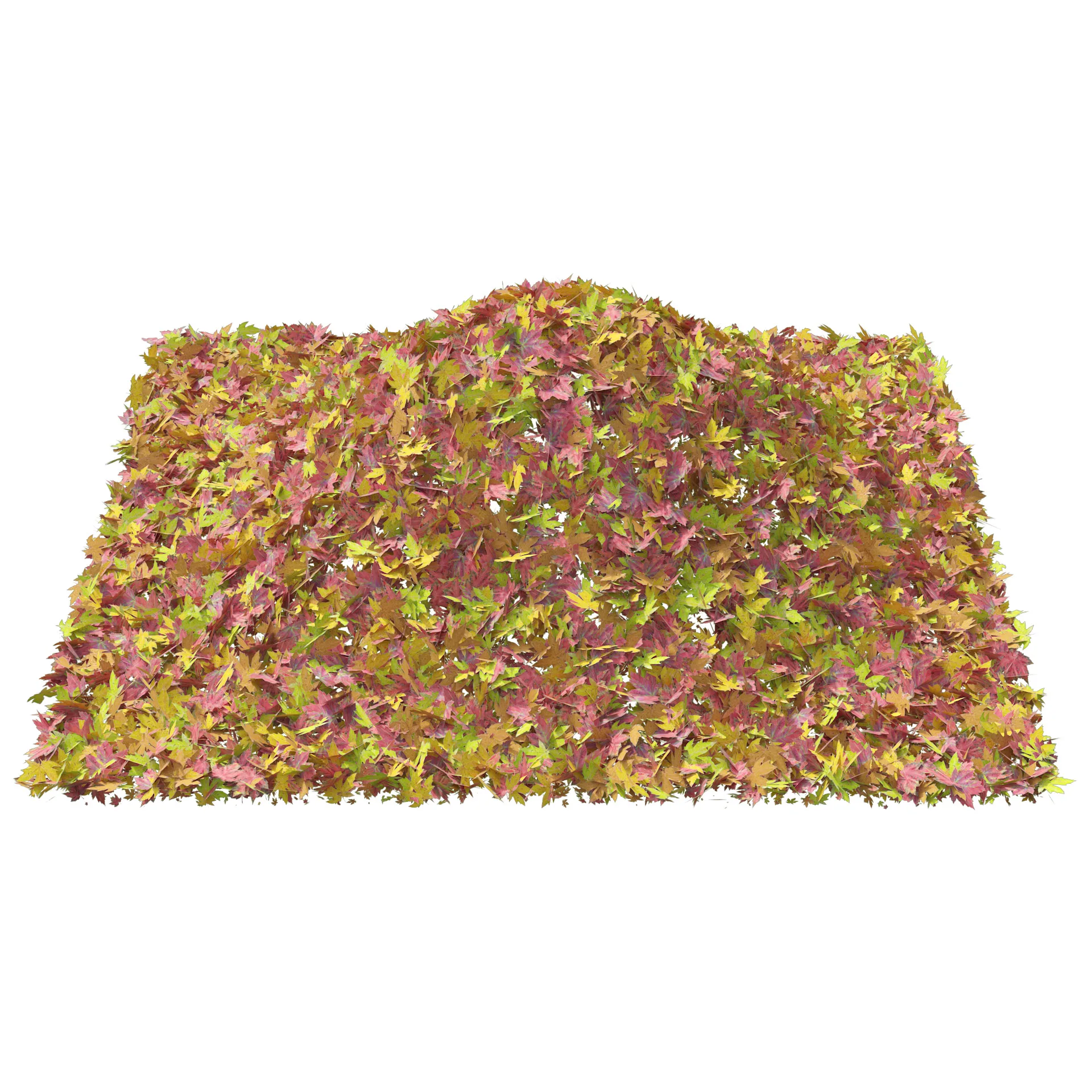 Mountain Maple Leafpile