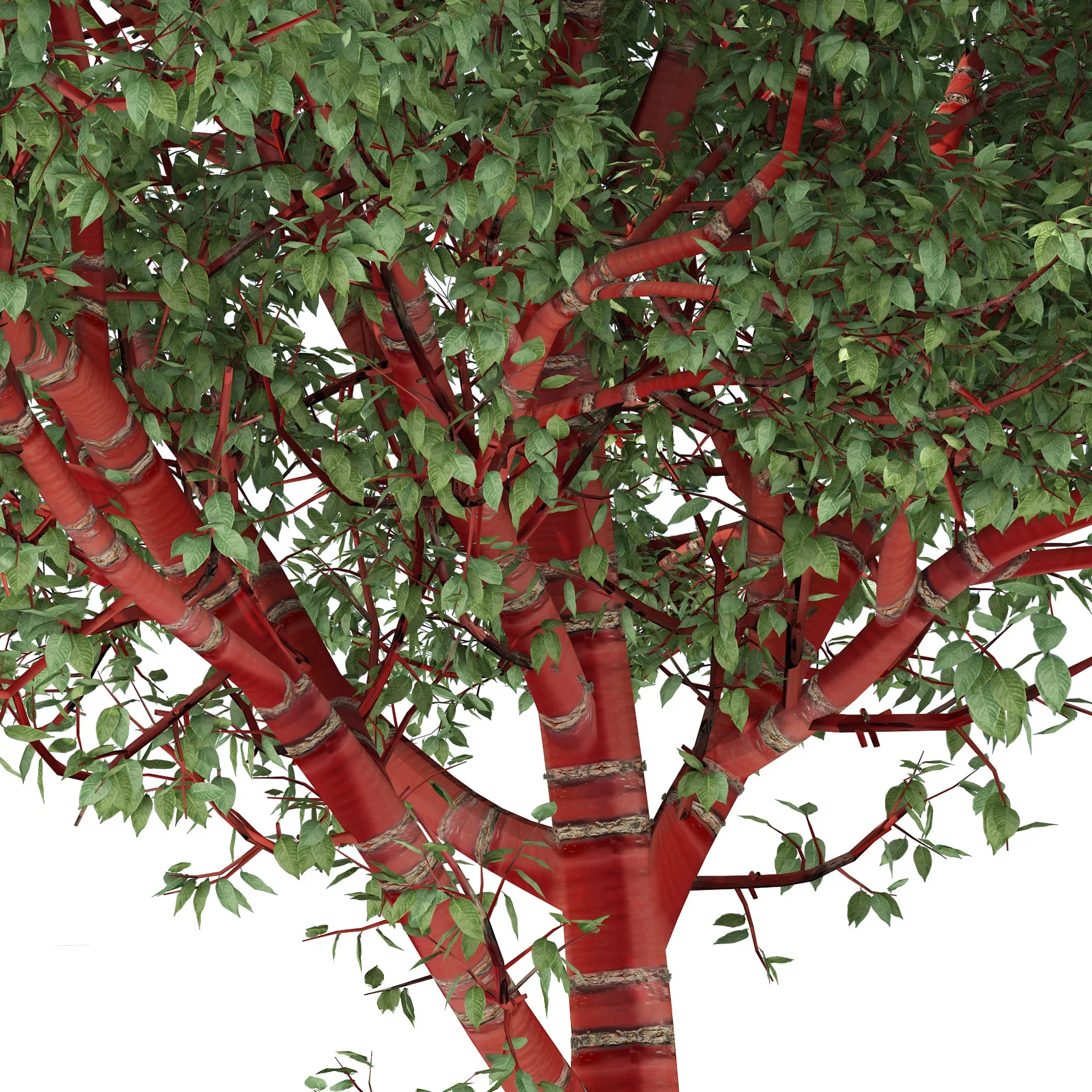 Red Bark cherry Trees