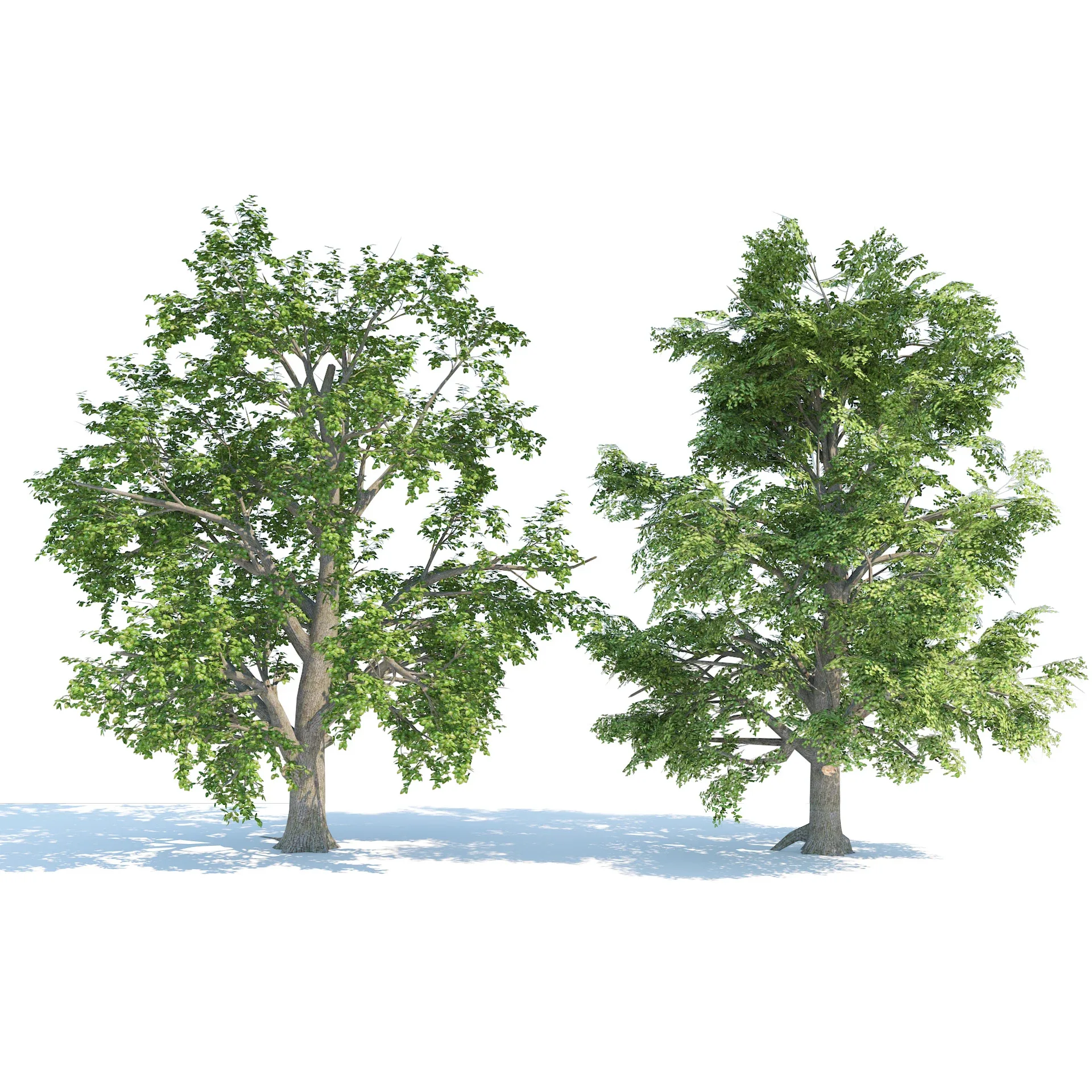High and Low Poly Broadleaf Trees