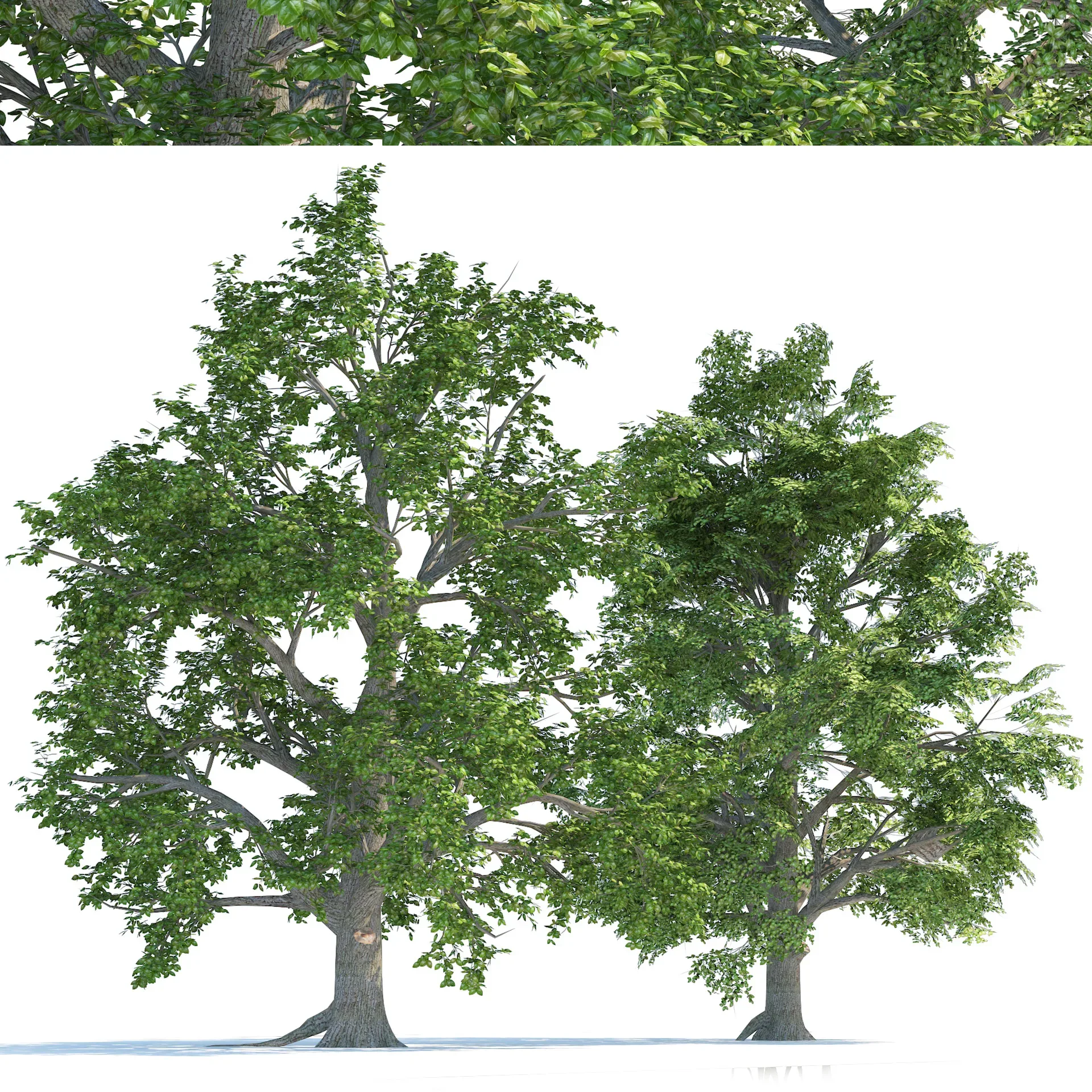 High and Low Poly Broadleaf Trees