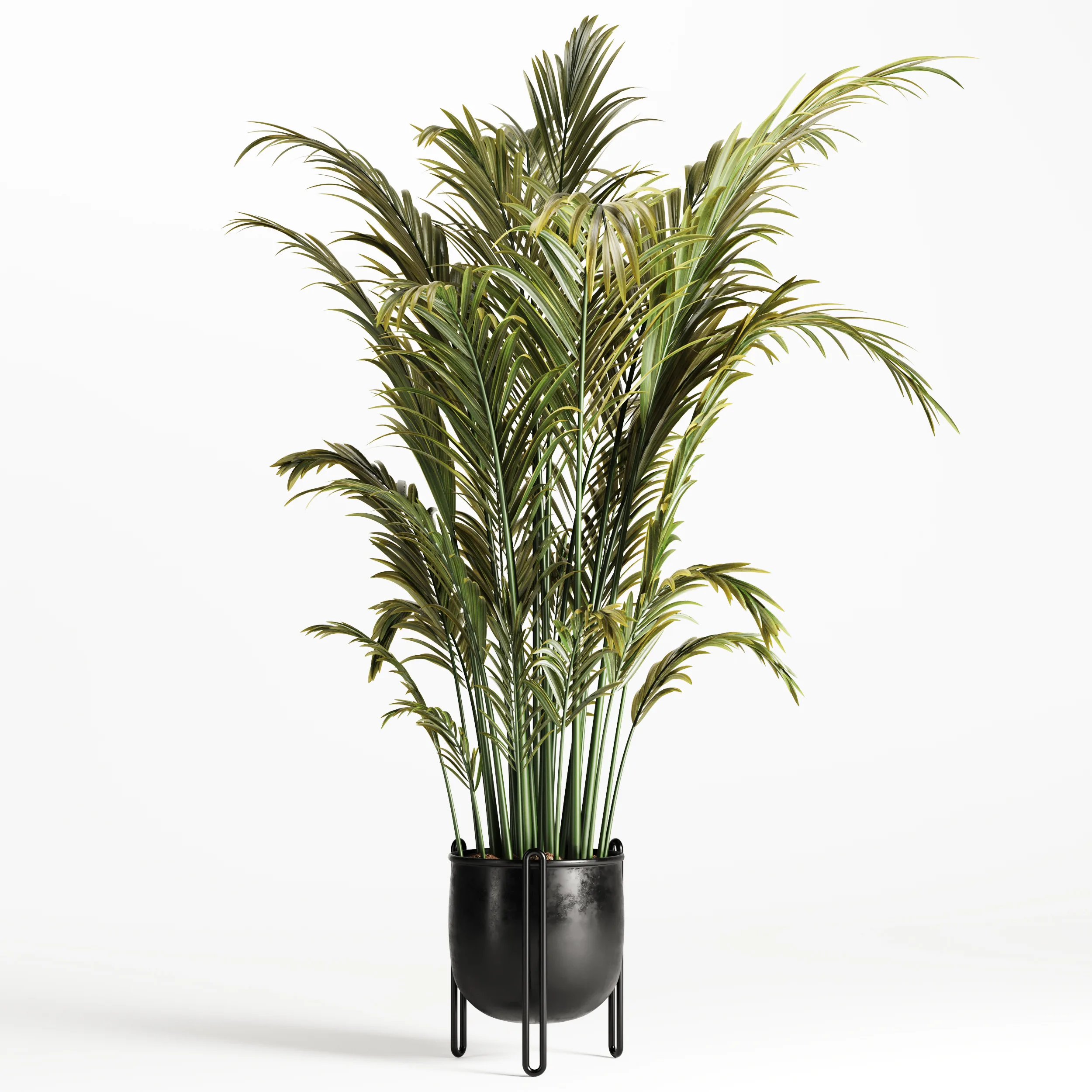 Areca Palm Indoor-Set002