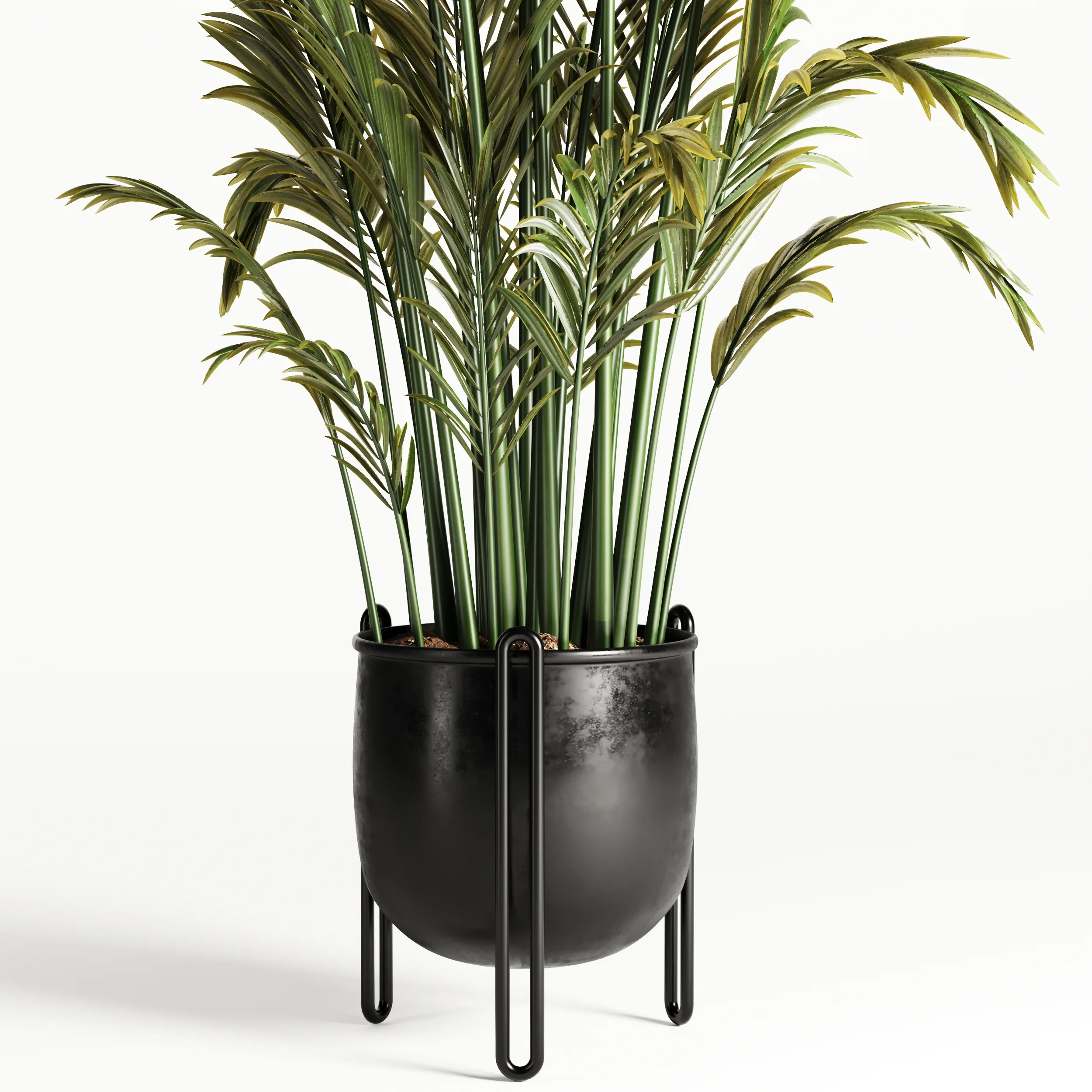 Areca Palm Indoor-Set002