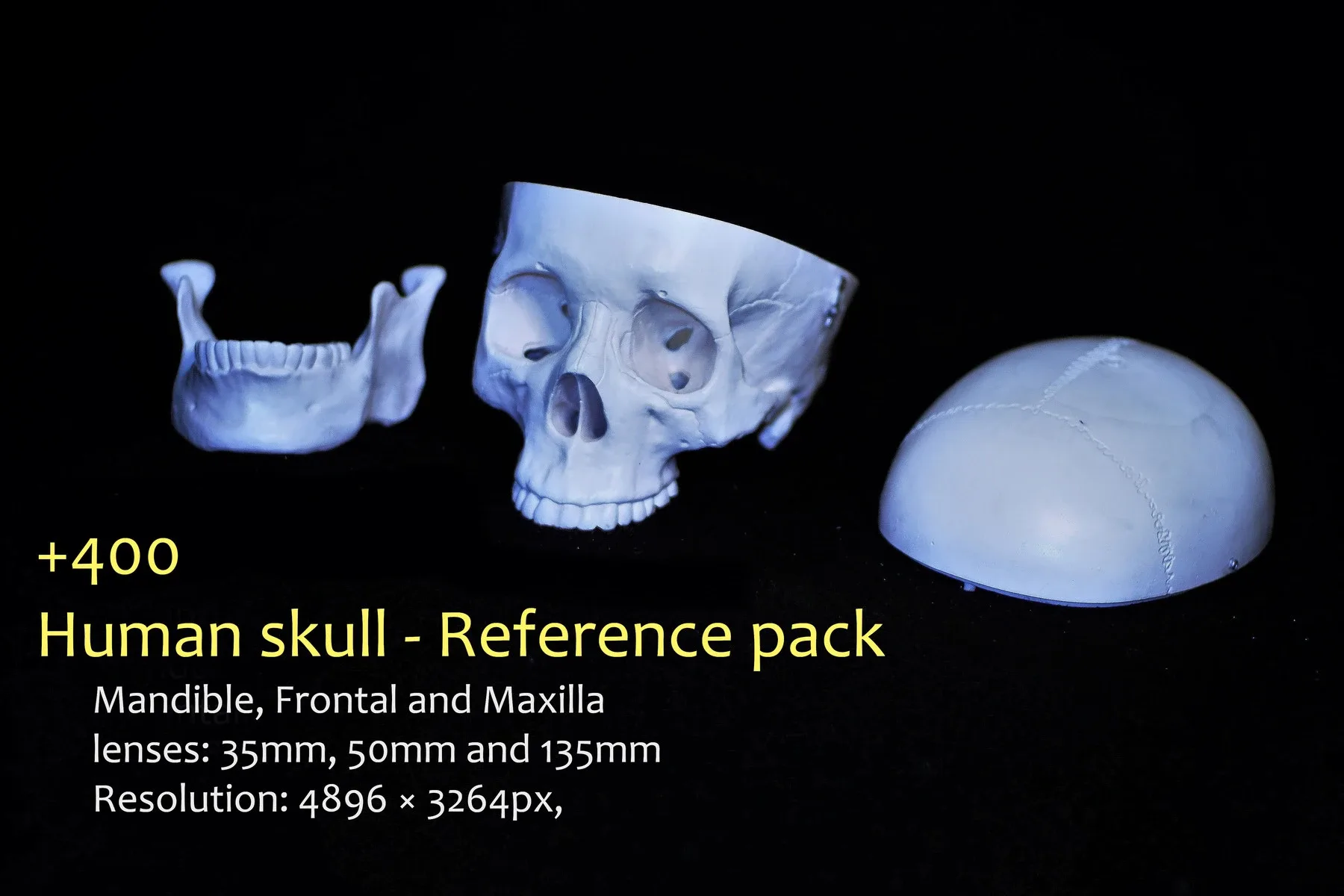 Human skull - Reference Pack