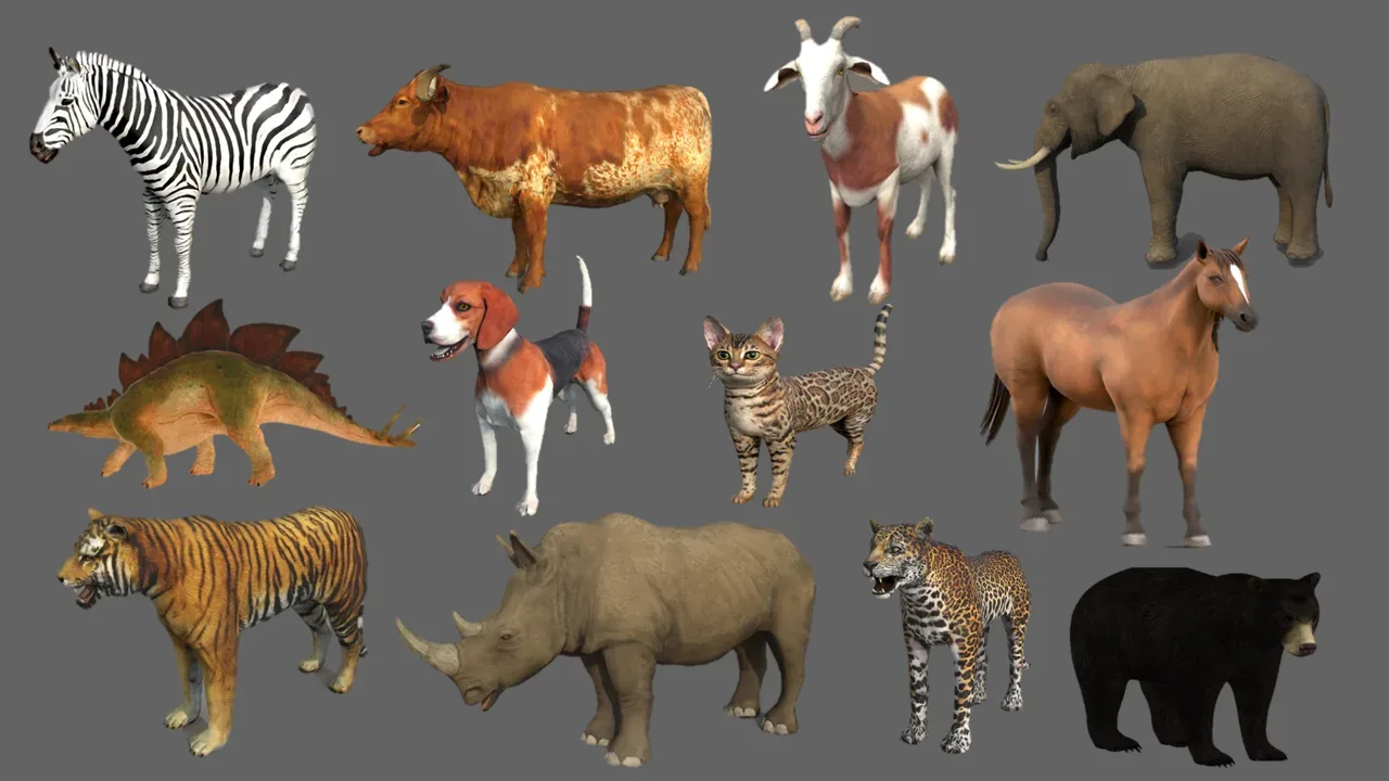 African Animal Collections