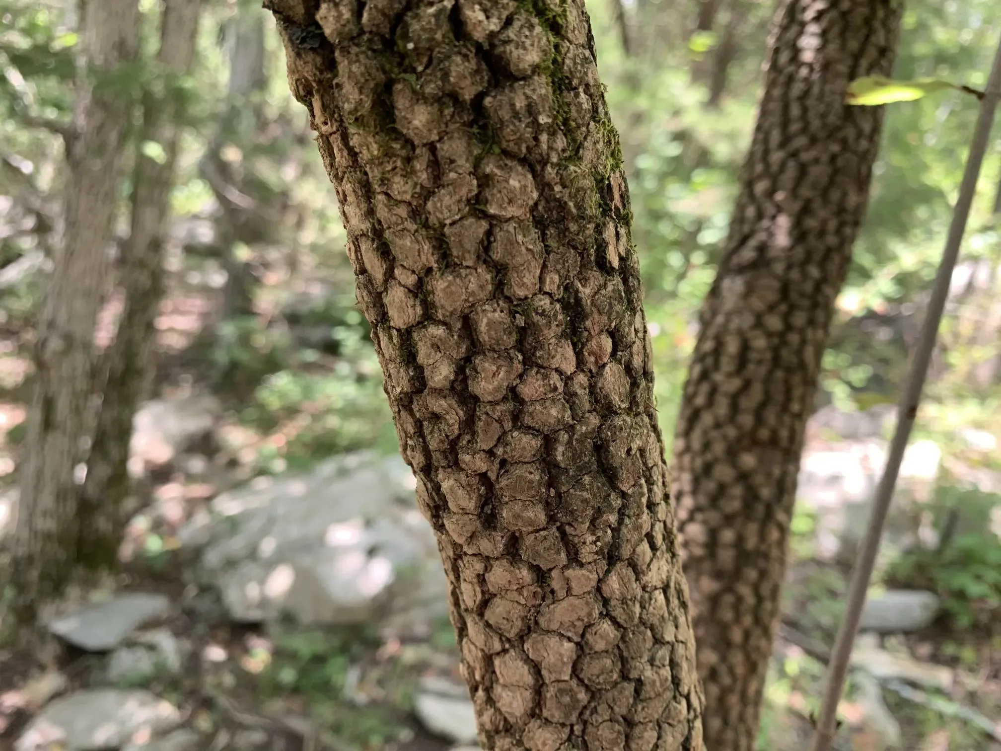 +500 Southeastern Nature Trails Reference Photos - Vol 02