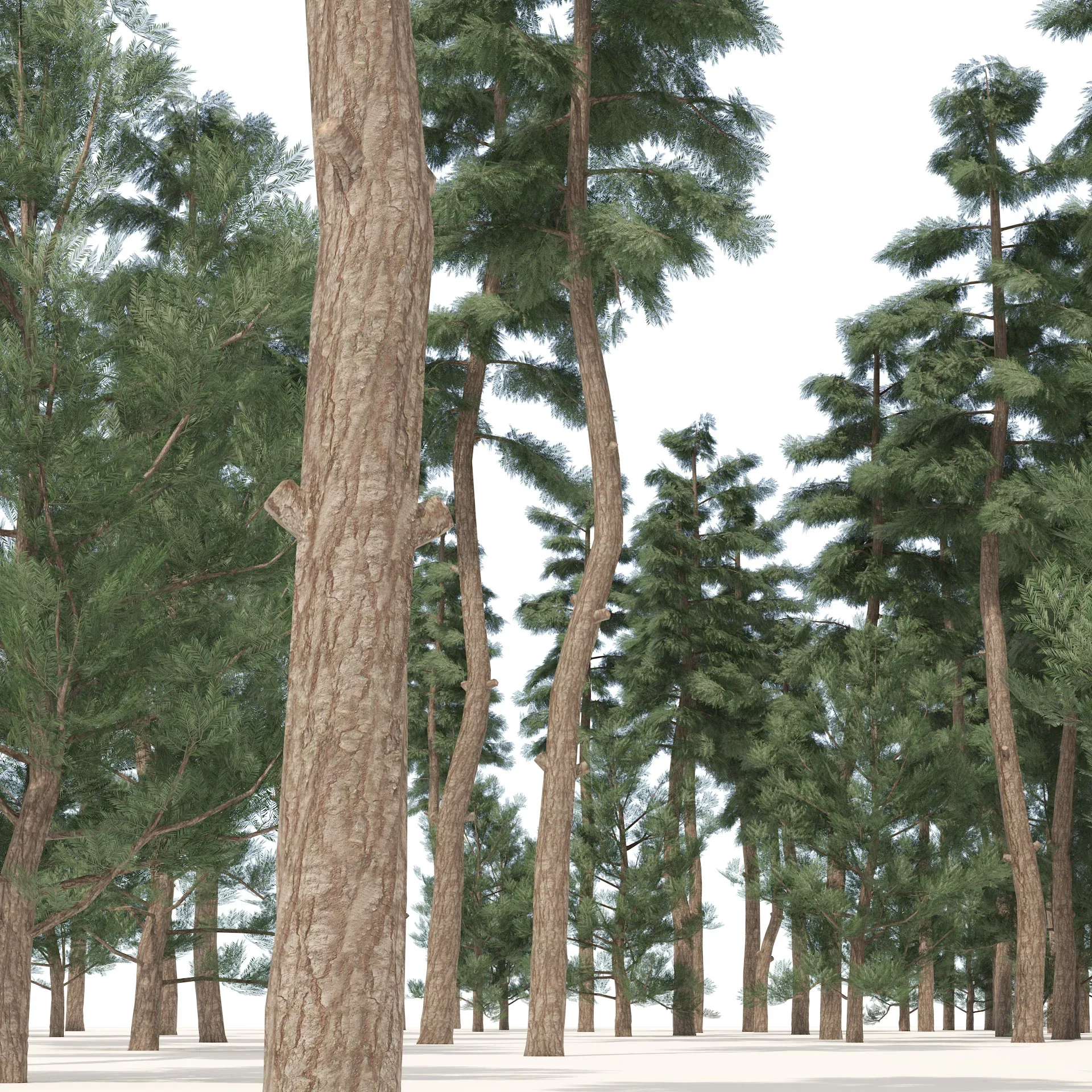 Evergreen conifer forest trees