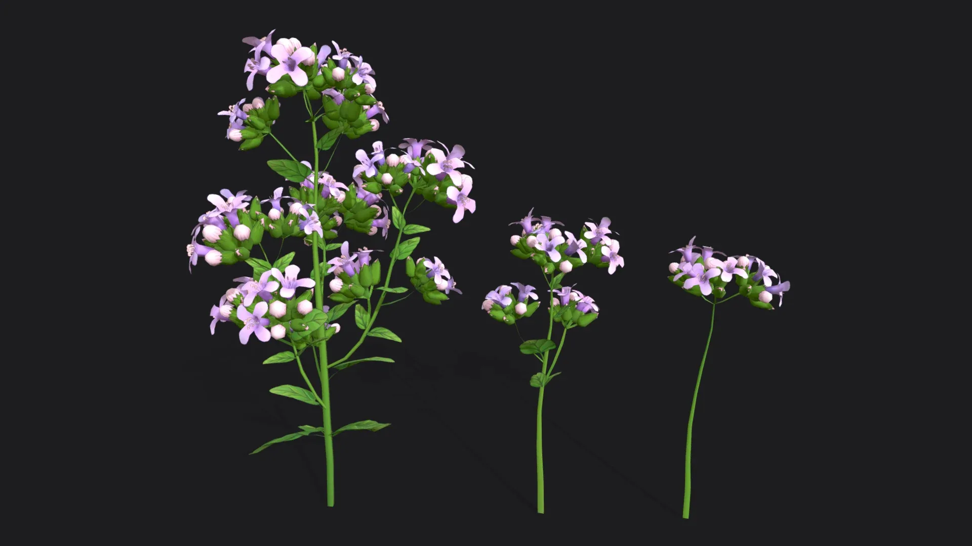 Marjoram stylized plant Low-poly 3D model