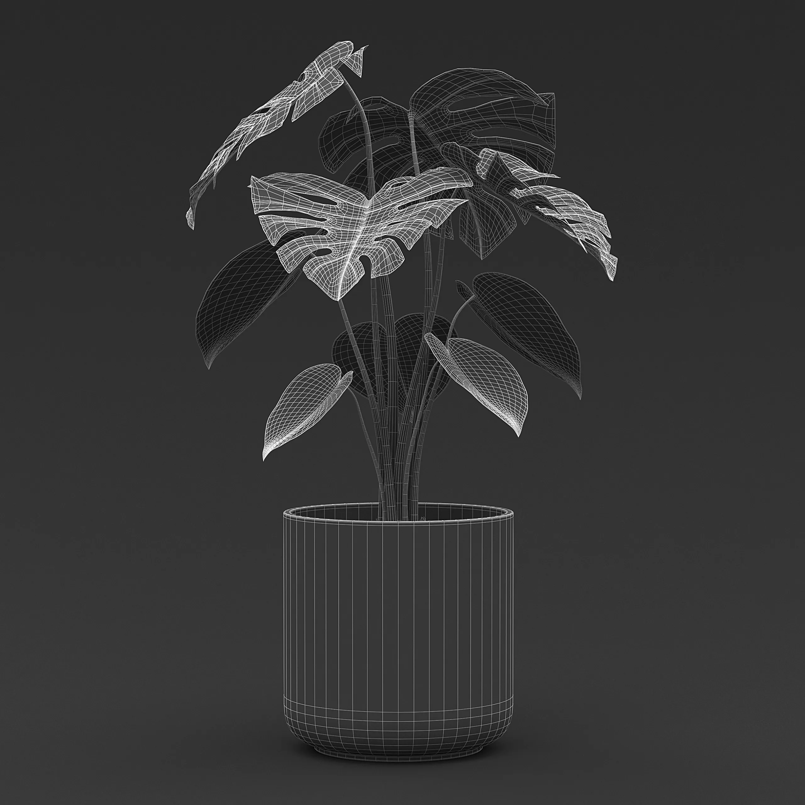 Cheese Plant II