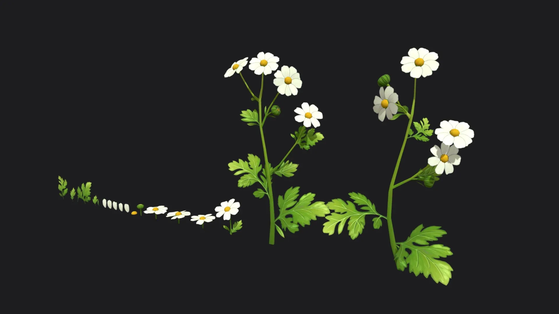 Feverfew stylized plant