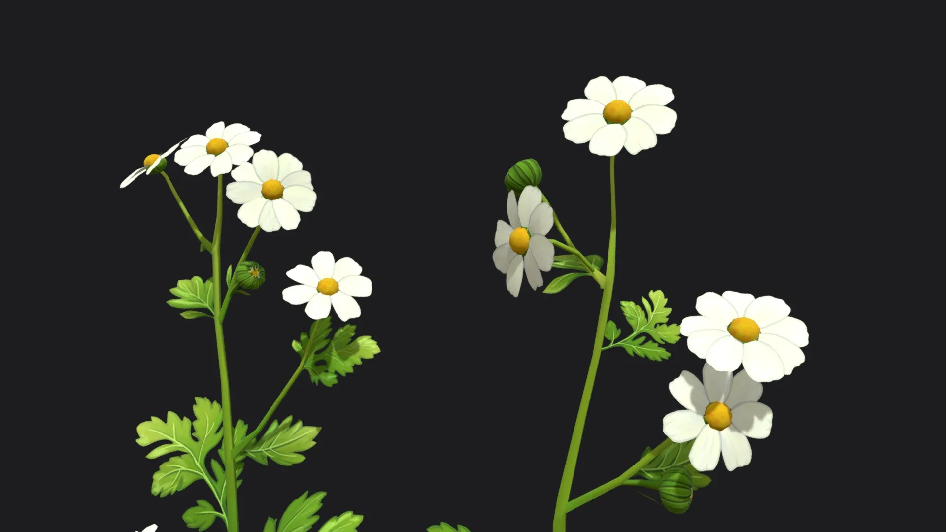 Feverfew stylized plant