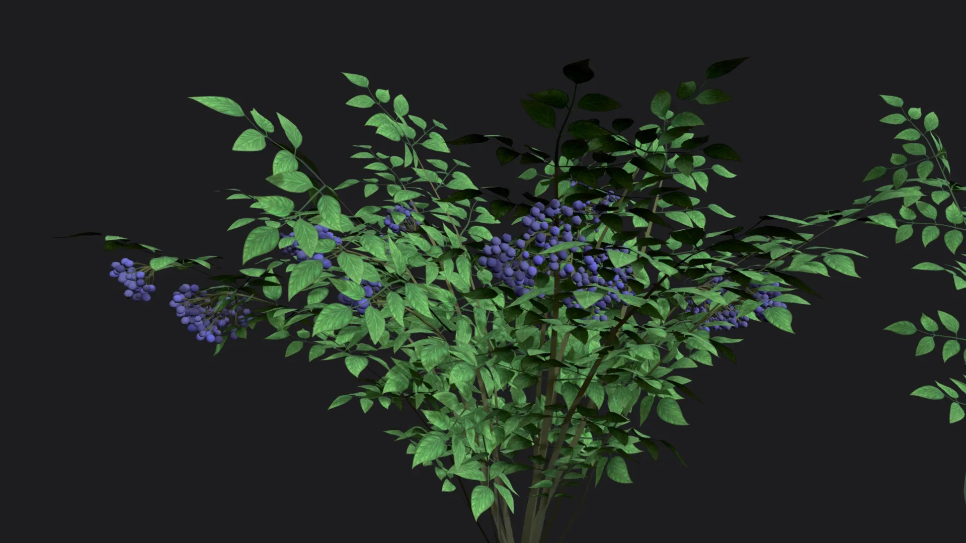 Elderberry sprig stylized plant