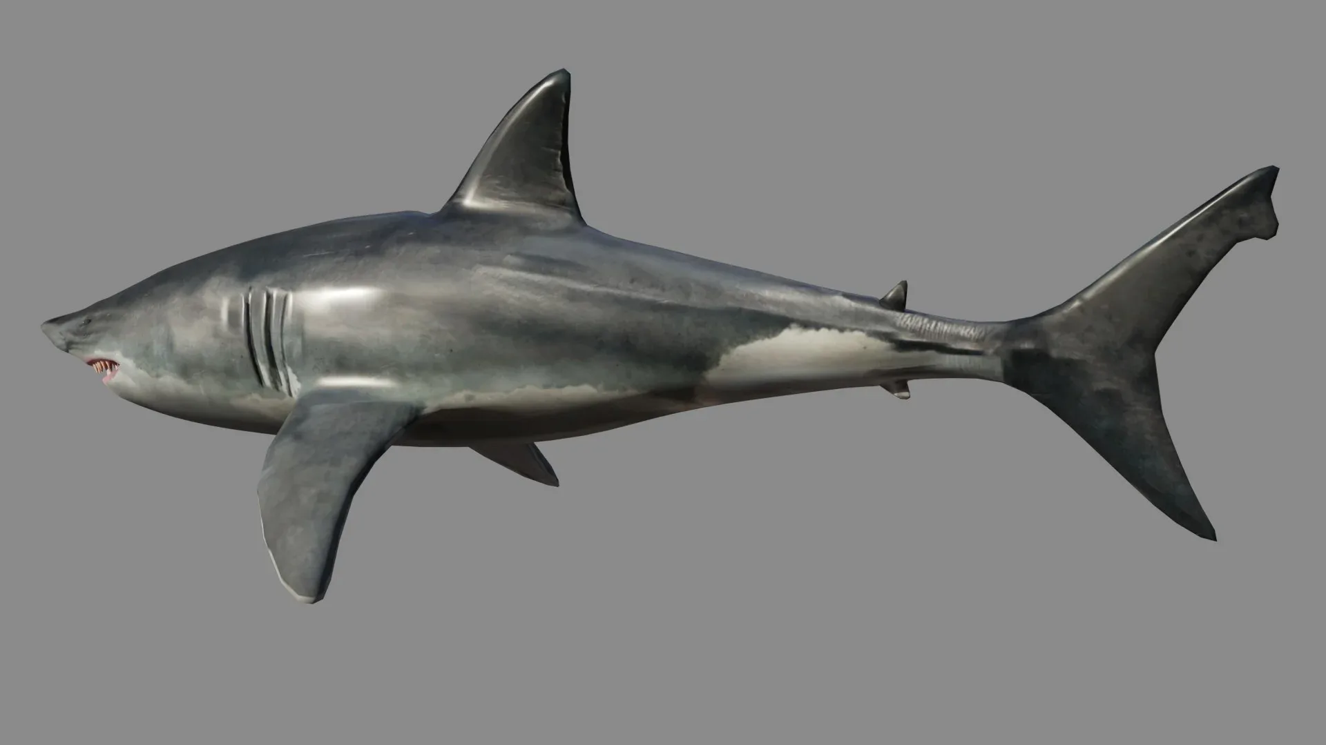 Shark Low Poly - Game Ready - Rigged