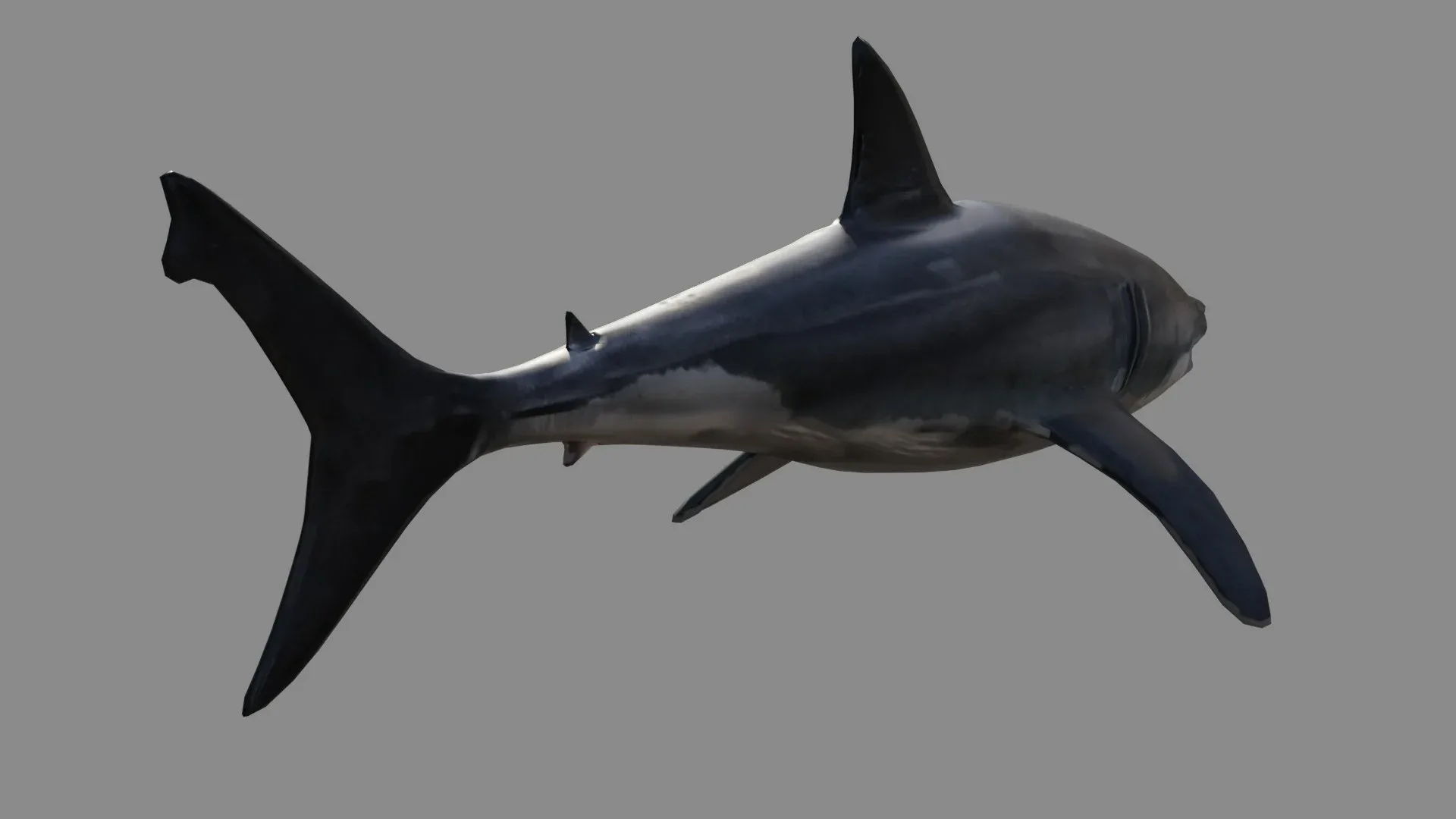 Shark Low Poly - Game Ready - Rigged