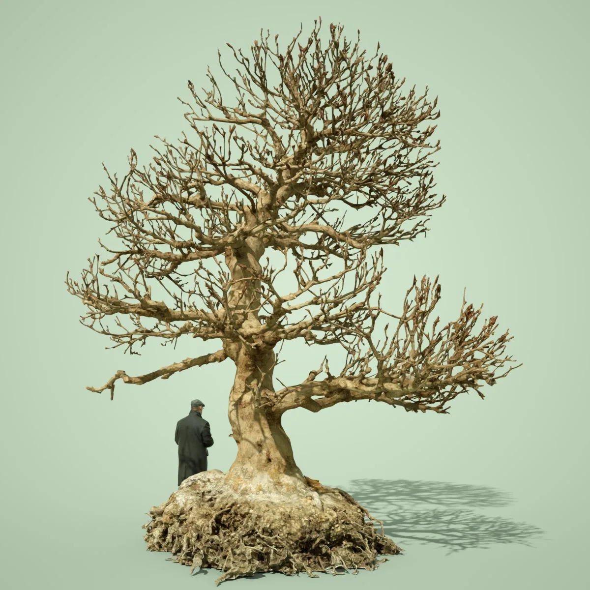 Dead Bonsai Tree 1