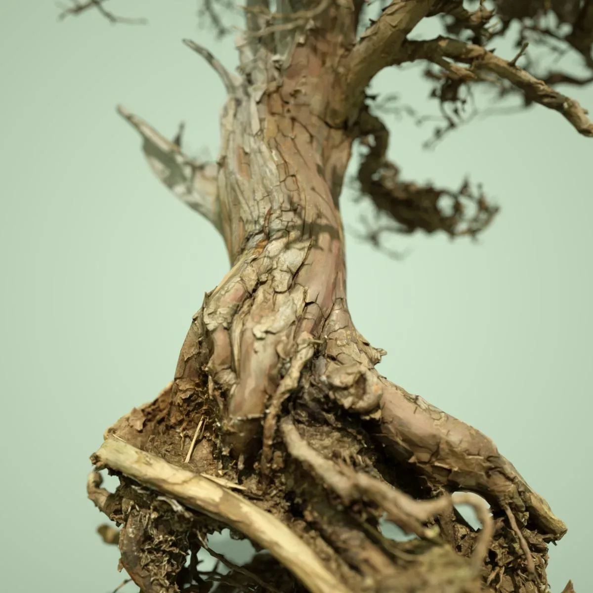 Dead Bonsai Tree 5