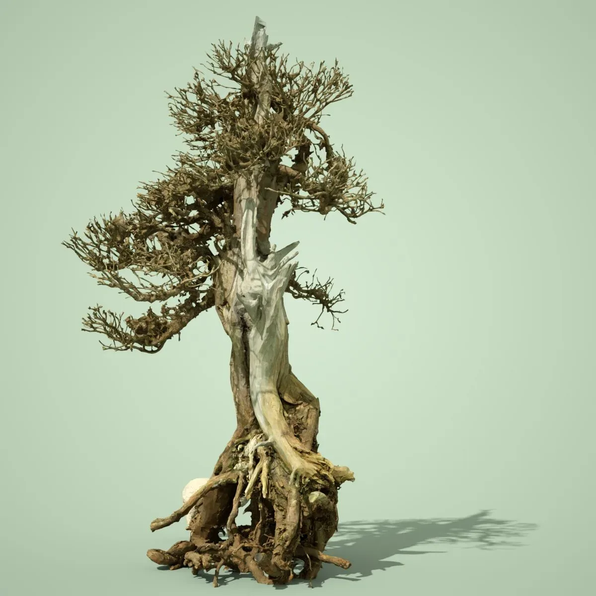 Dead Bonsai Tree 5