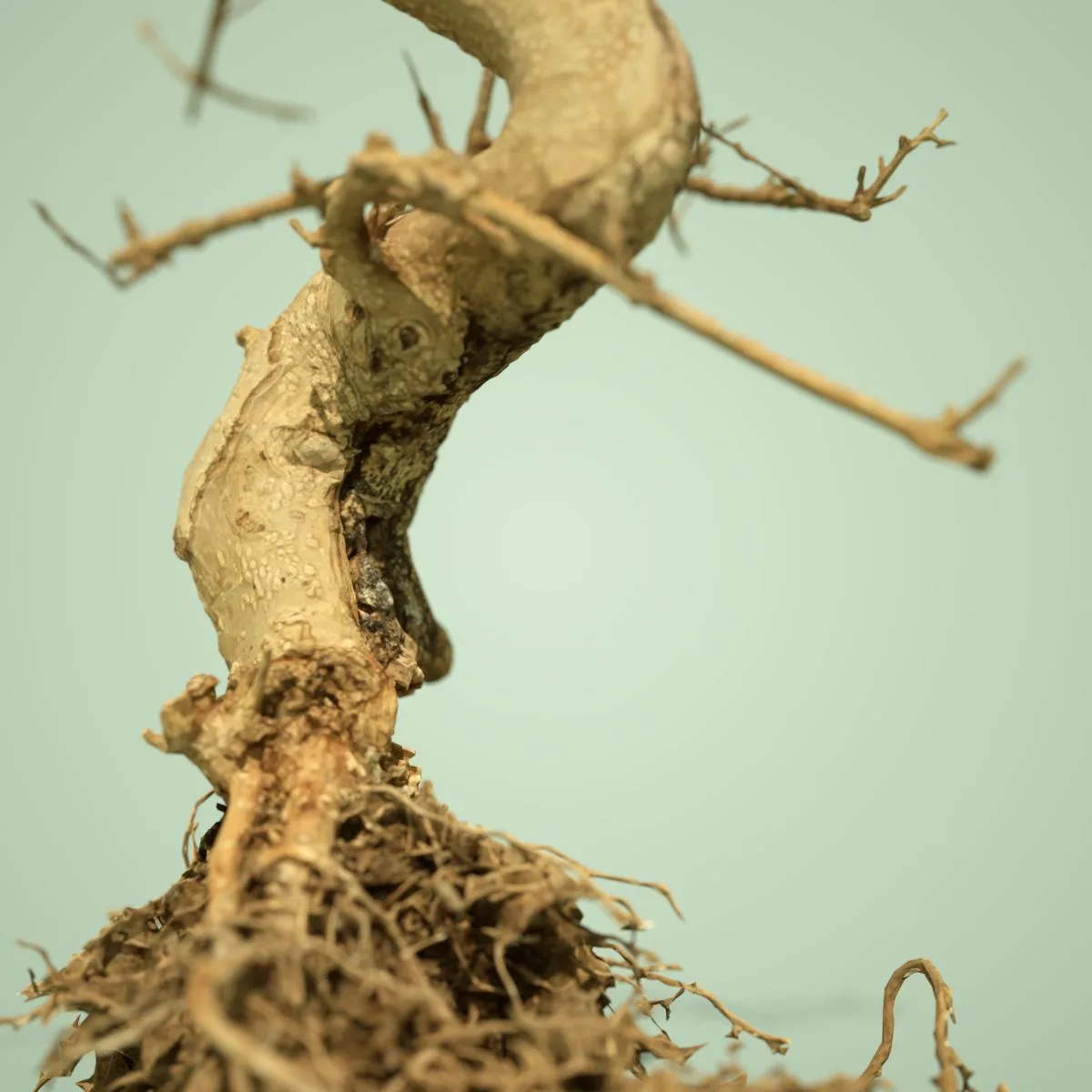 Dead Bonsai Tree 6