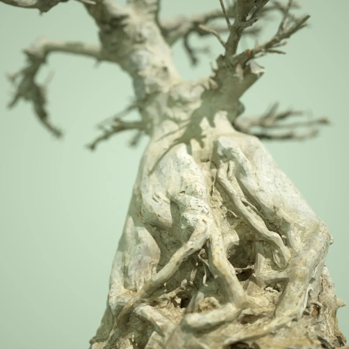 Dead Bonsai Tree 7