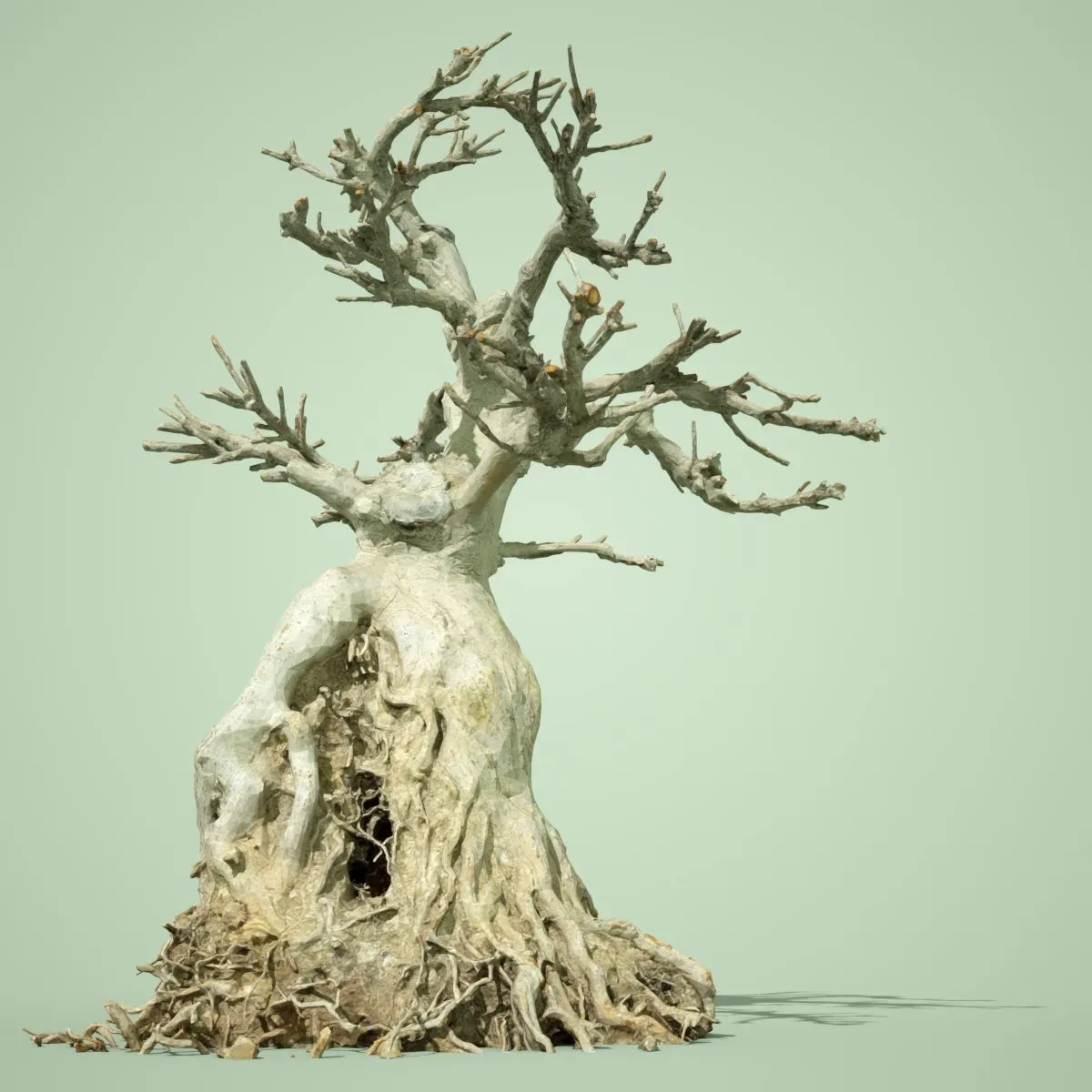 Dead Bonsai Tree 7