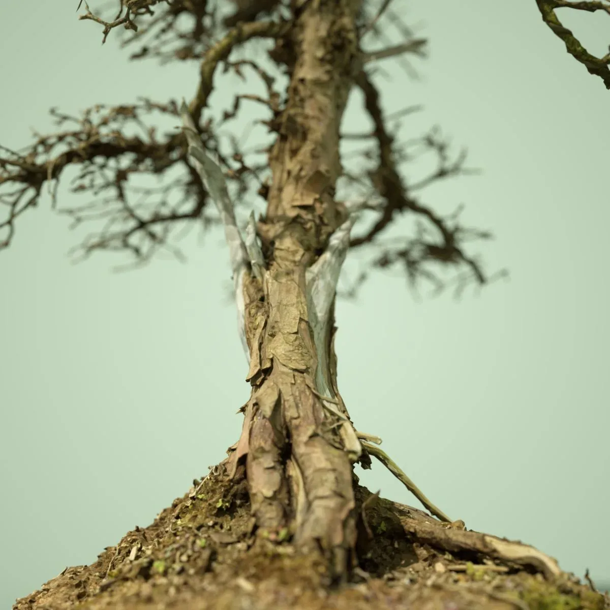 9 Dead Bonsai Tree Collection