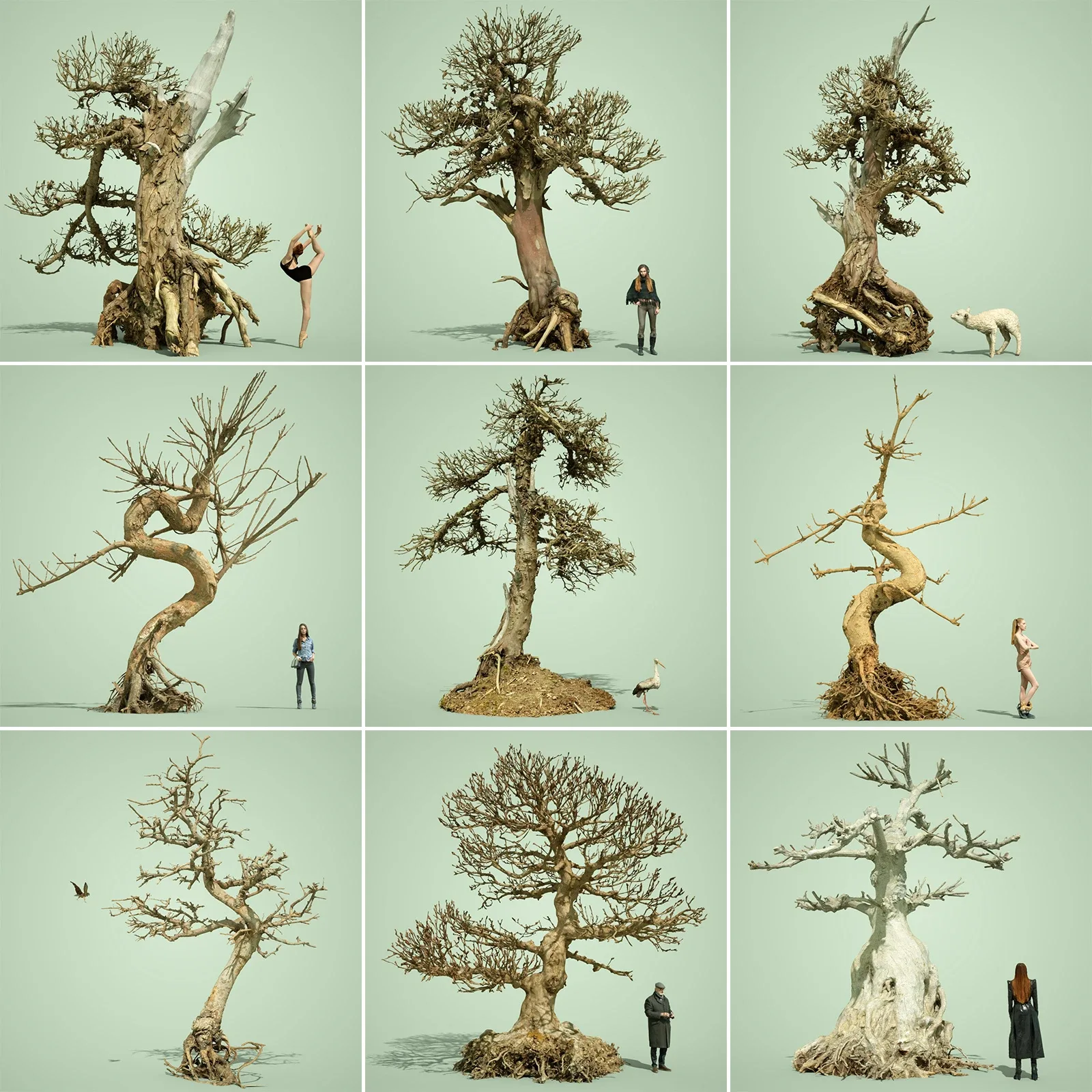 9 Dead Bonsai Tree Collection