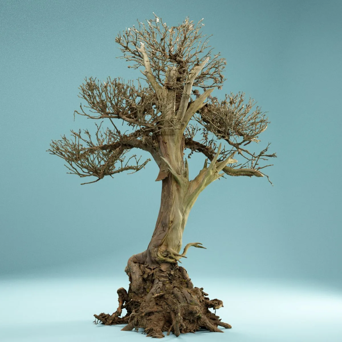 RAW SCAN Dead Bonsai Tree 2