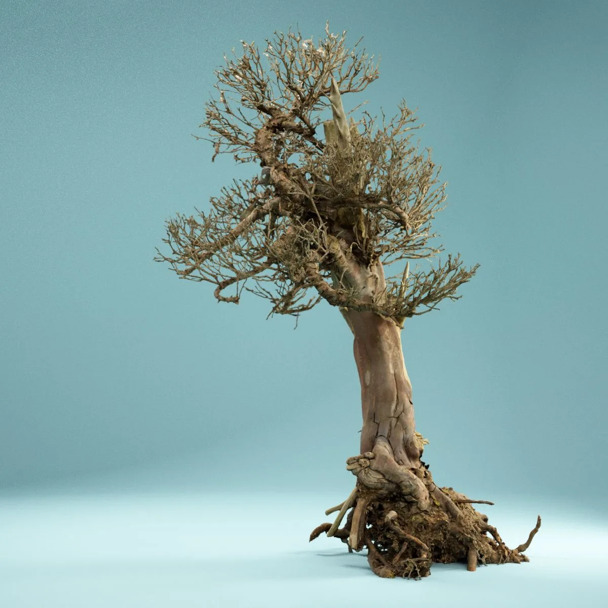 RAW SCAN Dead Bonsai Tree 2 FlippedNormals