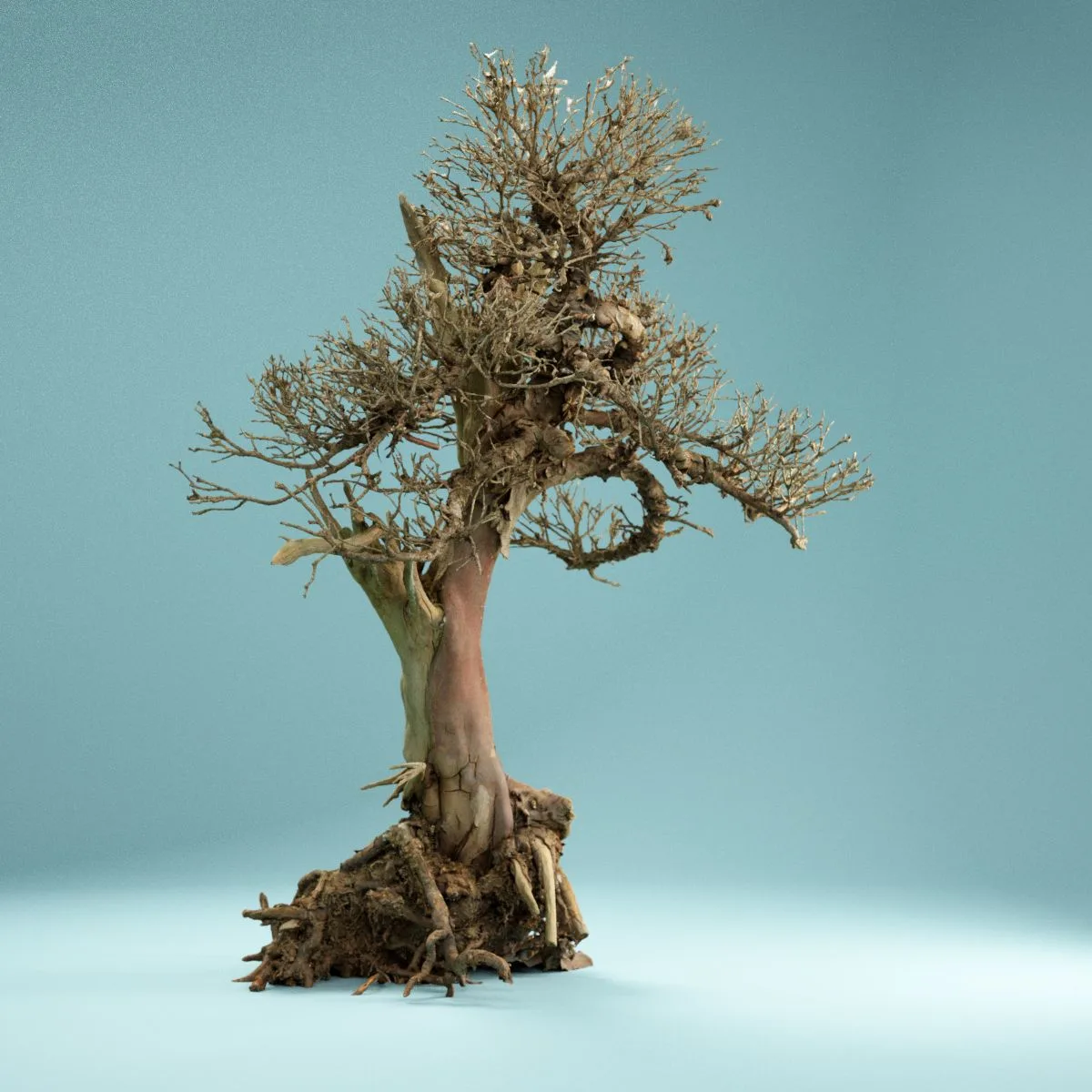 RAW SCAN Dead Bonsai Tree 2 FlippedNormals
