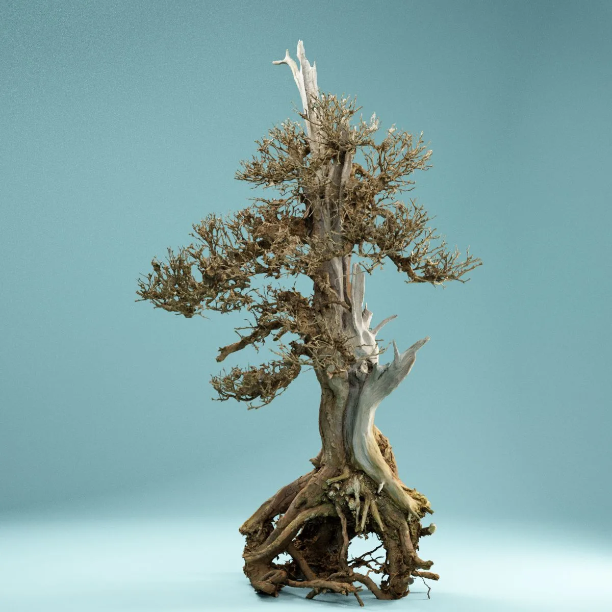 RAW SCAN Dead Bonsai Tree 5