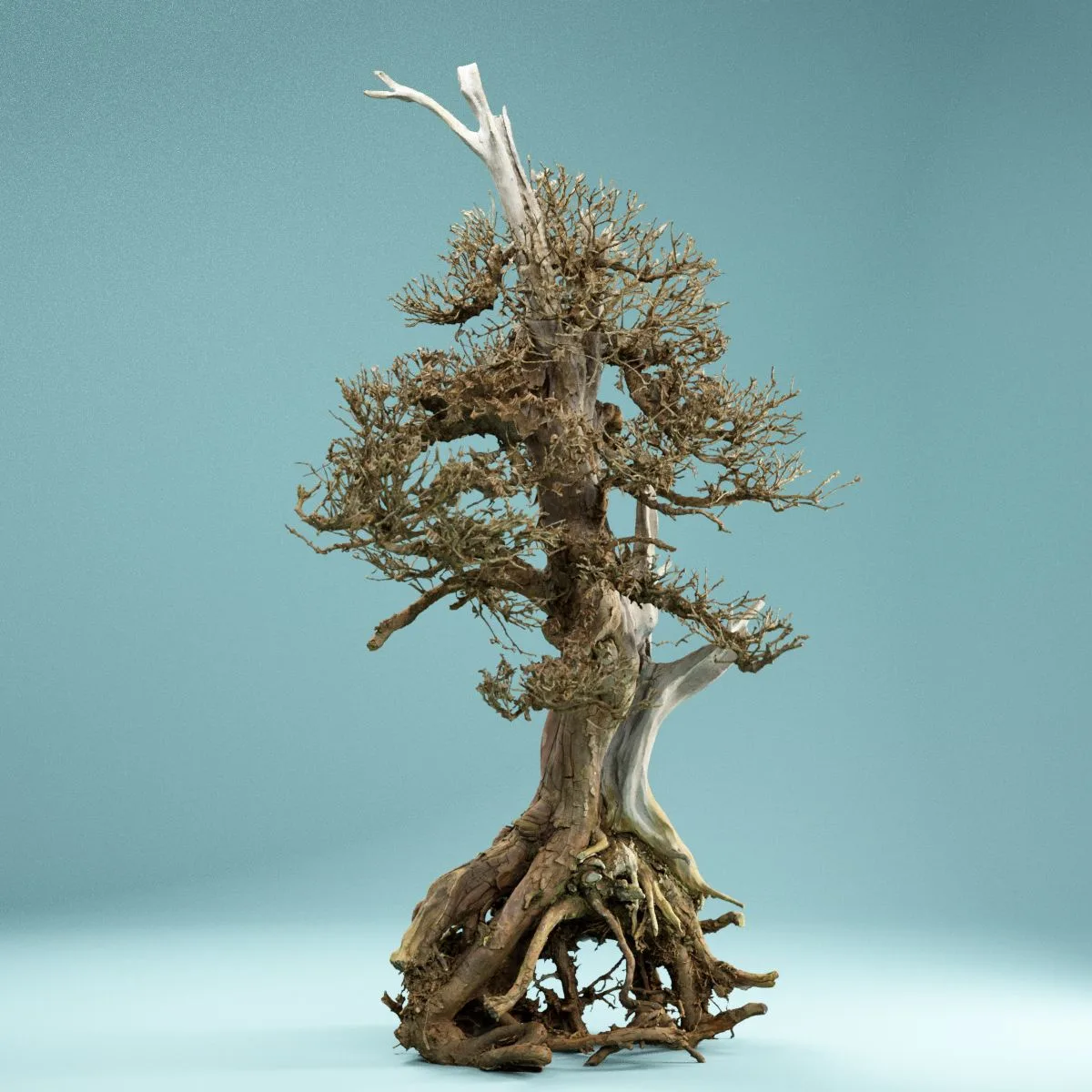 RAW SCAN Dead Bonsai Tree 5