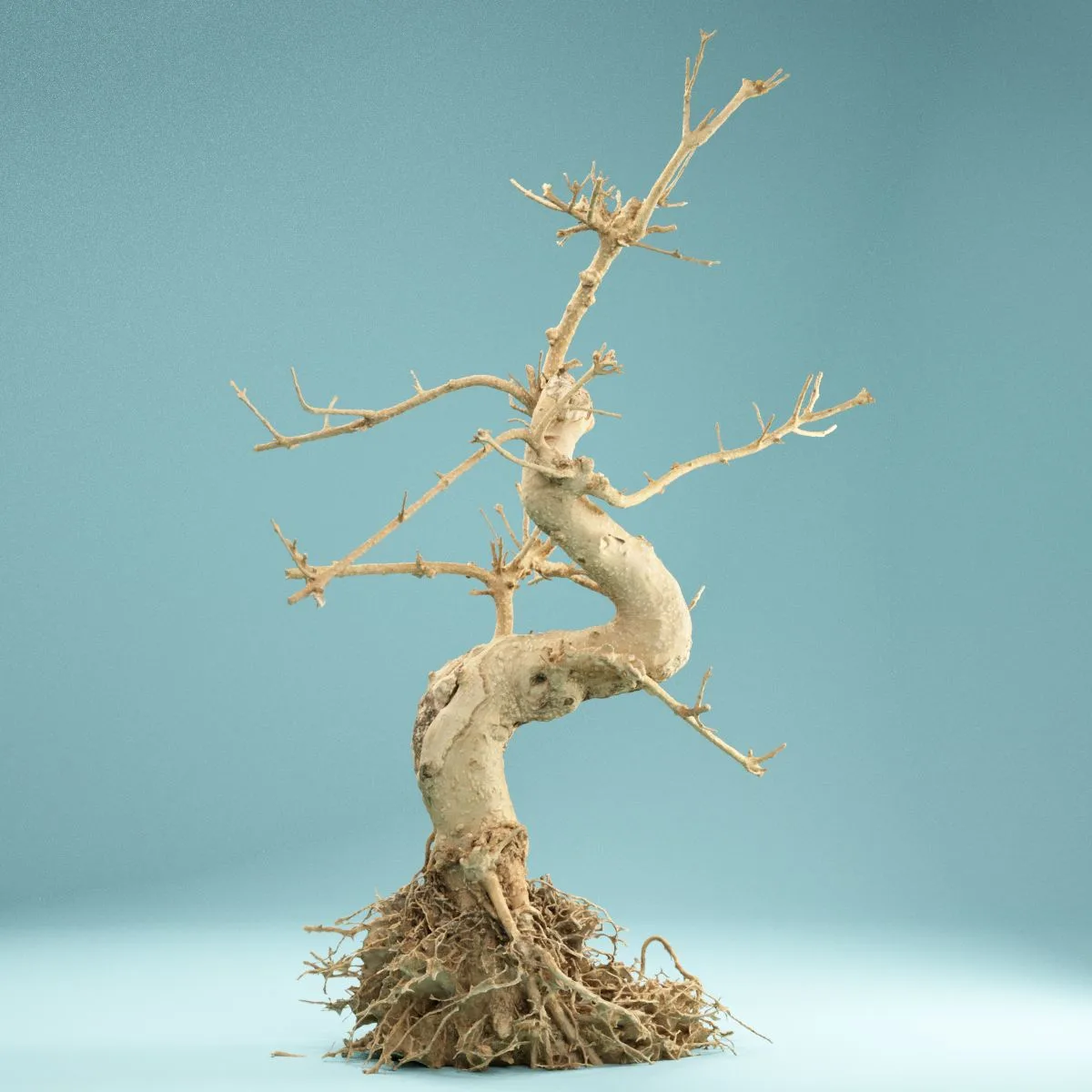 RAW SCAN Dead Bonsai Tree 6