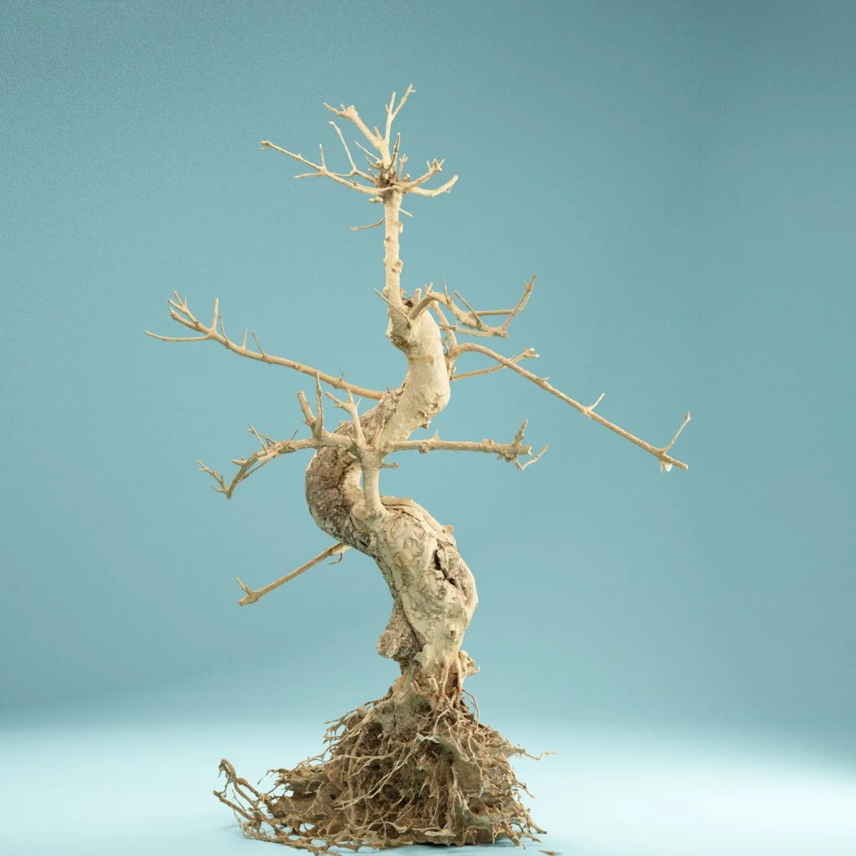 RAW SCAN Dead Bonsai Tree 6