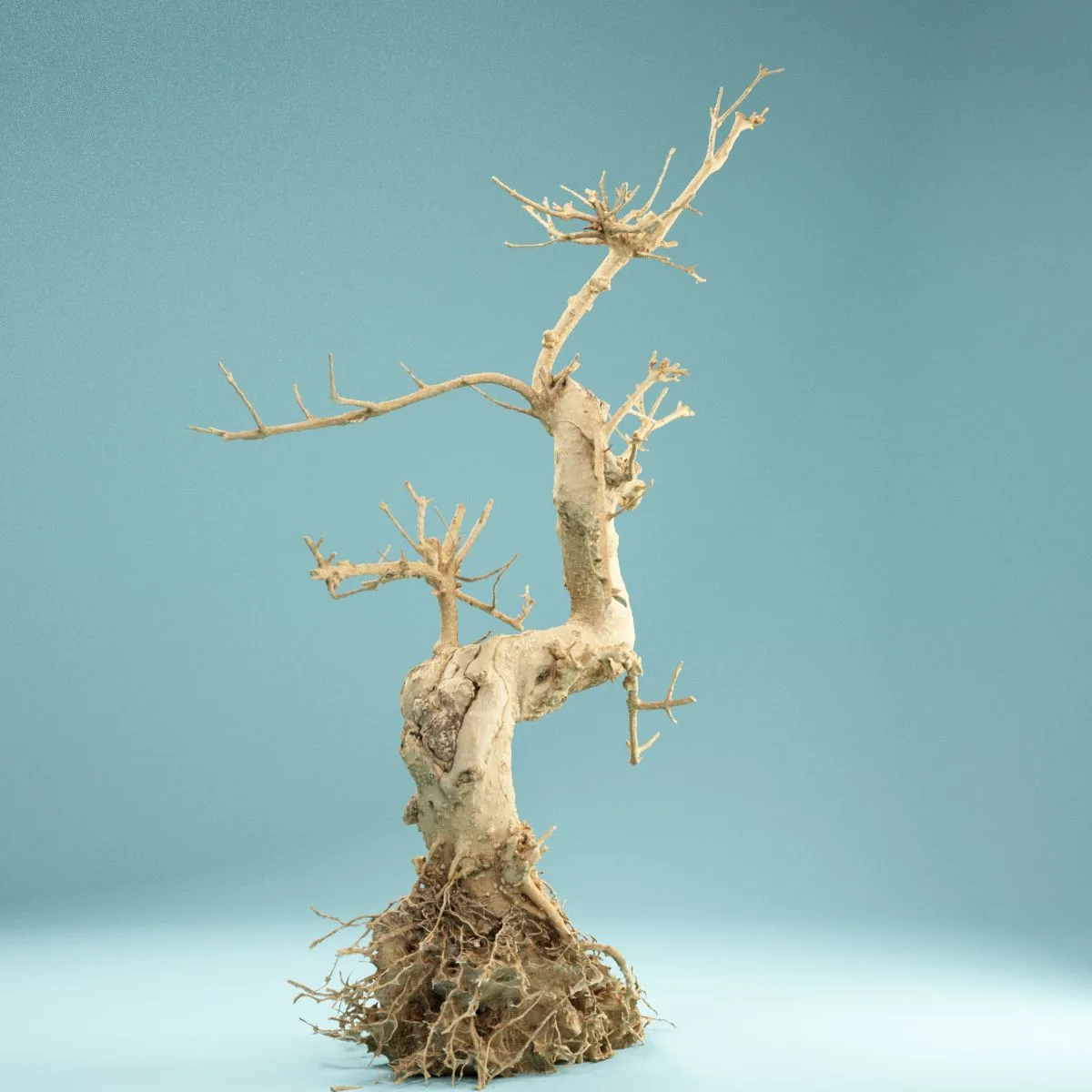 RAW SCAN Dead Bonsai Tree 6