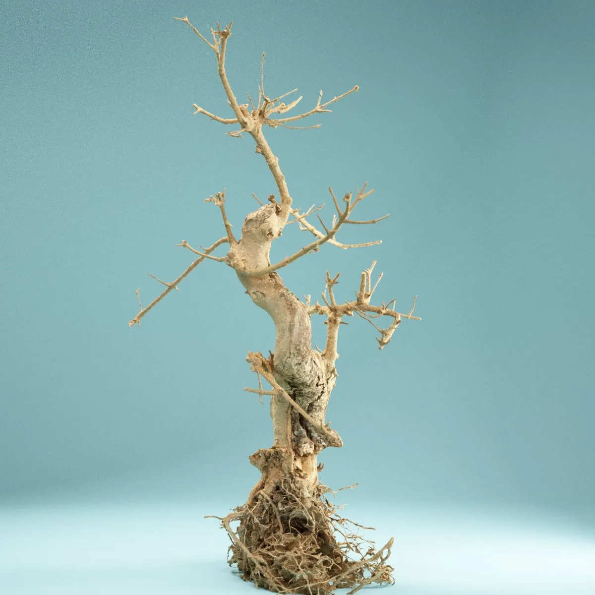 RAW SCAN Dead Bonsai Tree 6