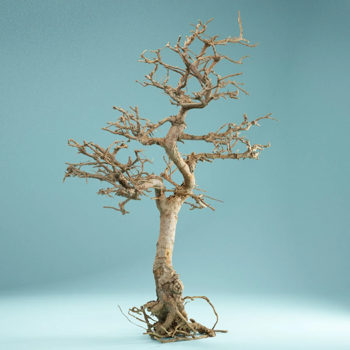 RAW SCAN Dead Bonsai Tree 9