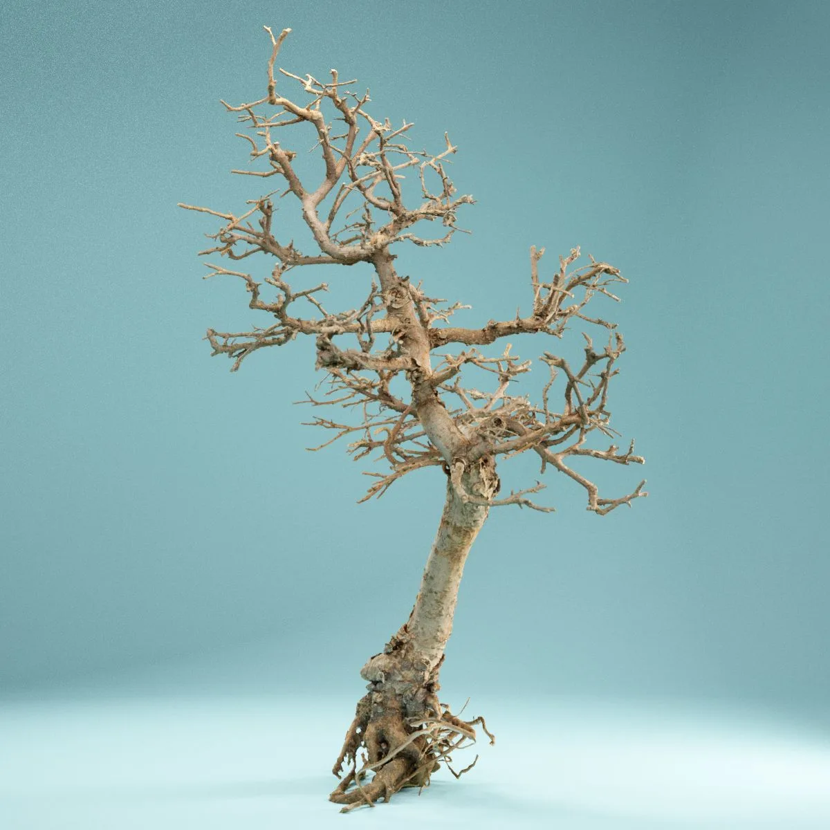 RAW SCAN Dead Bonsai Tree 9