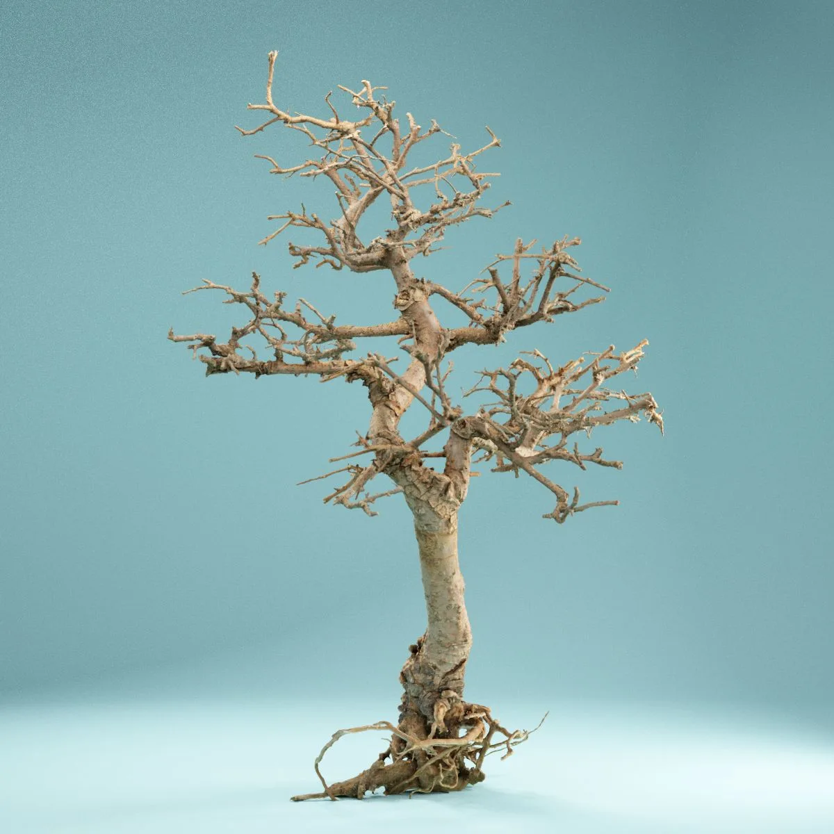 RAW SCAN Dead Bonsai Tree 9