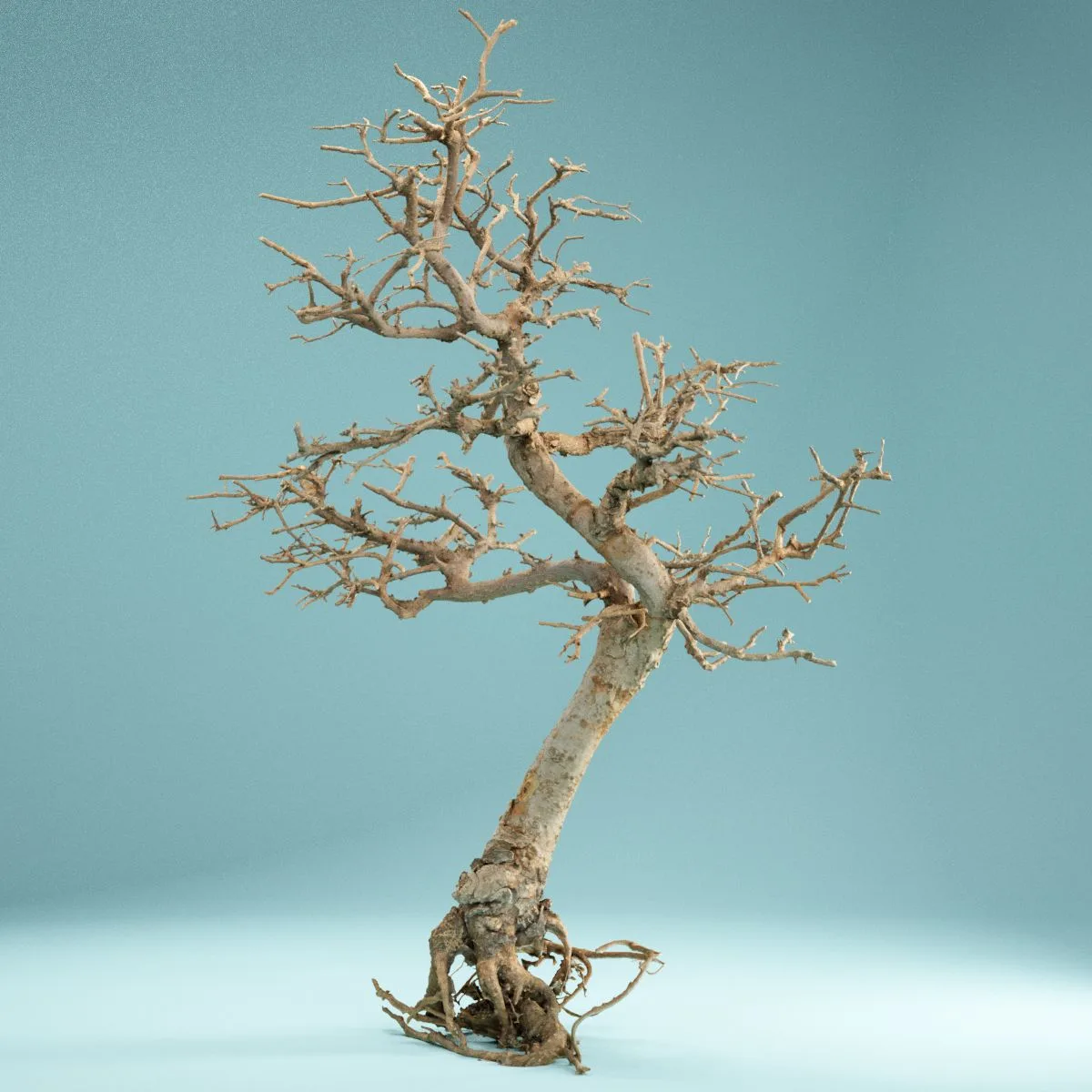 RAW SCAN Dead Bonsai Tree 9