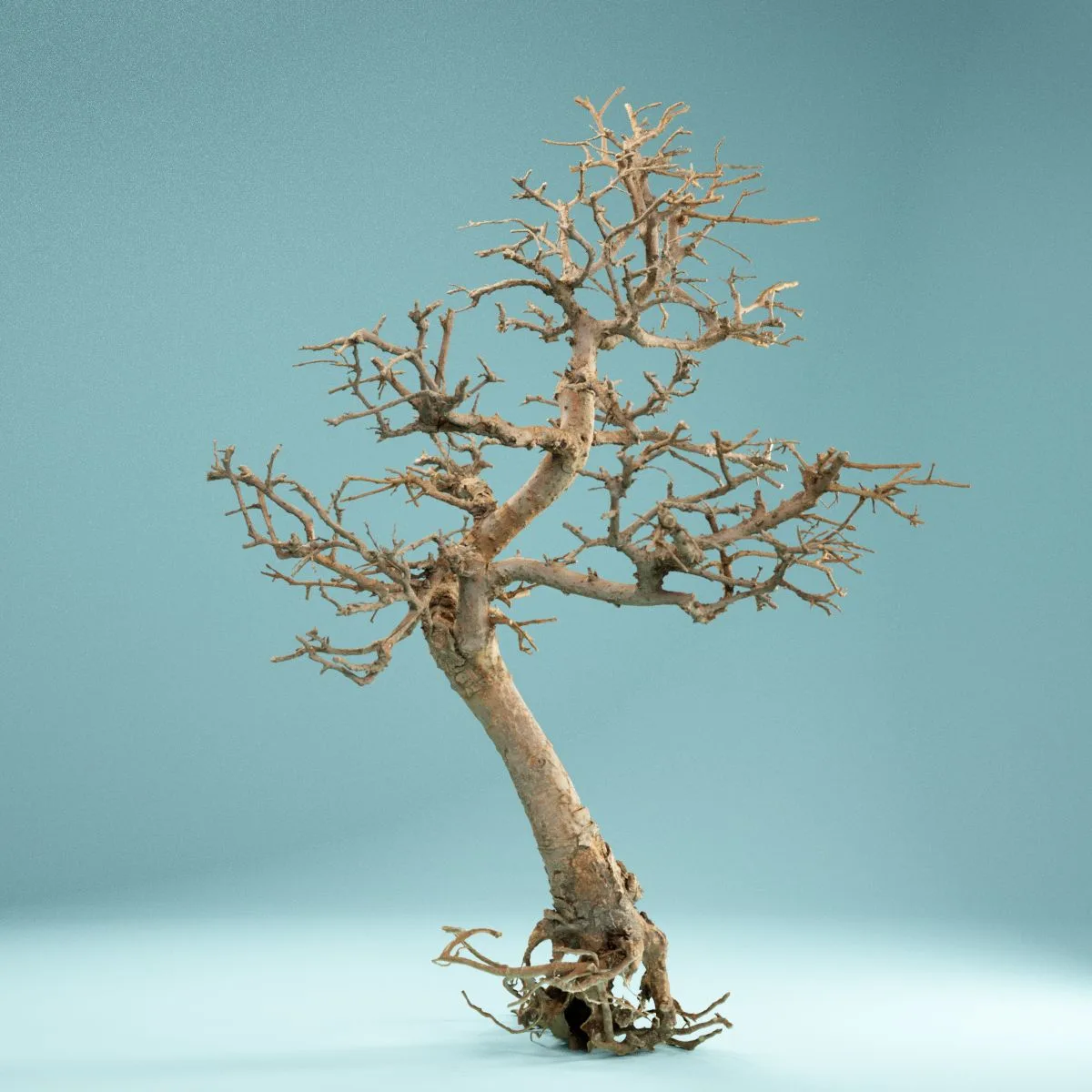 RAW SCAN Dead Bonsai Tree 9